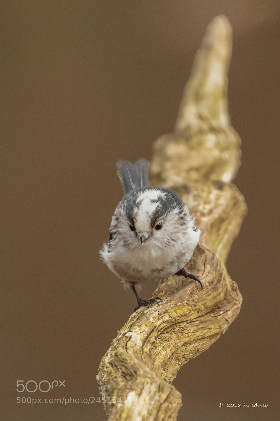 Canon EOS 7D Mark II sample photo. Aegithalos caudatus photography