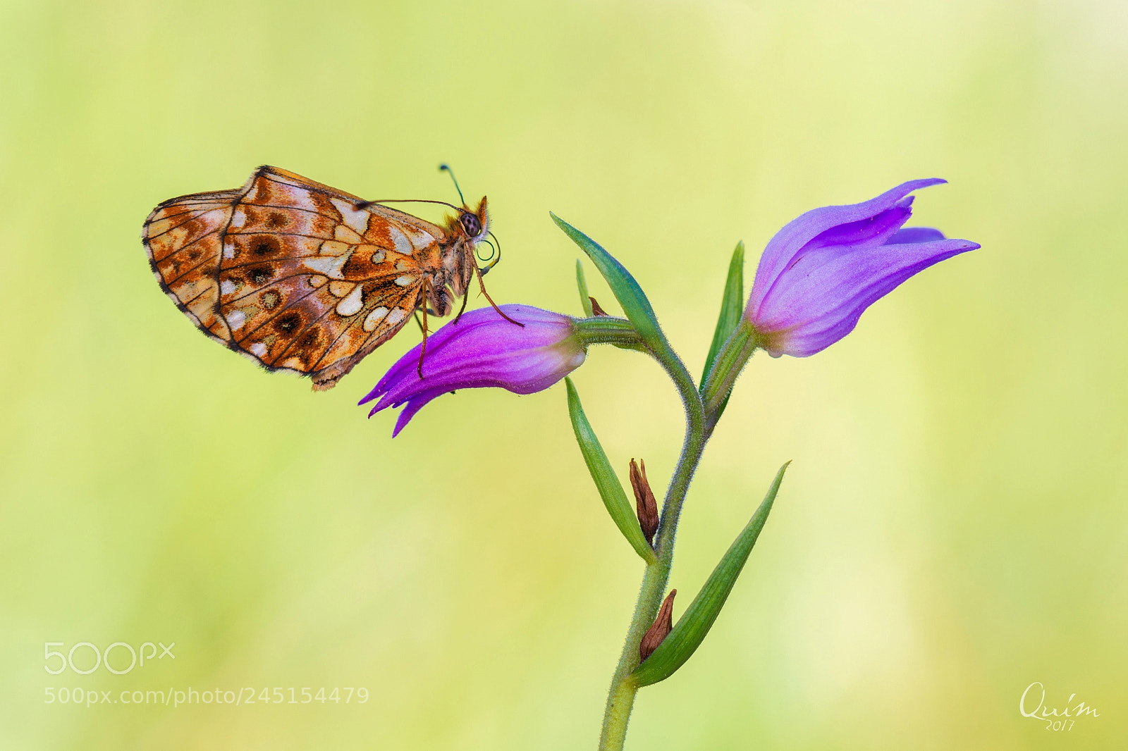 Nikon D7100 sample photo. Boloria photography