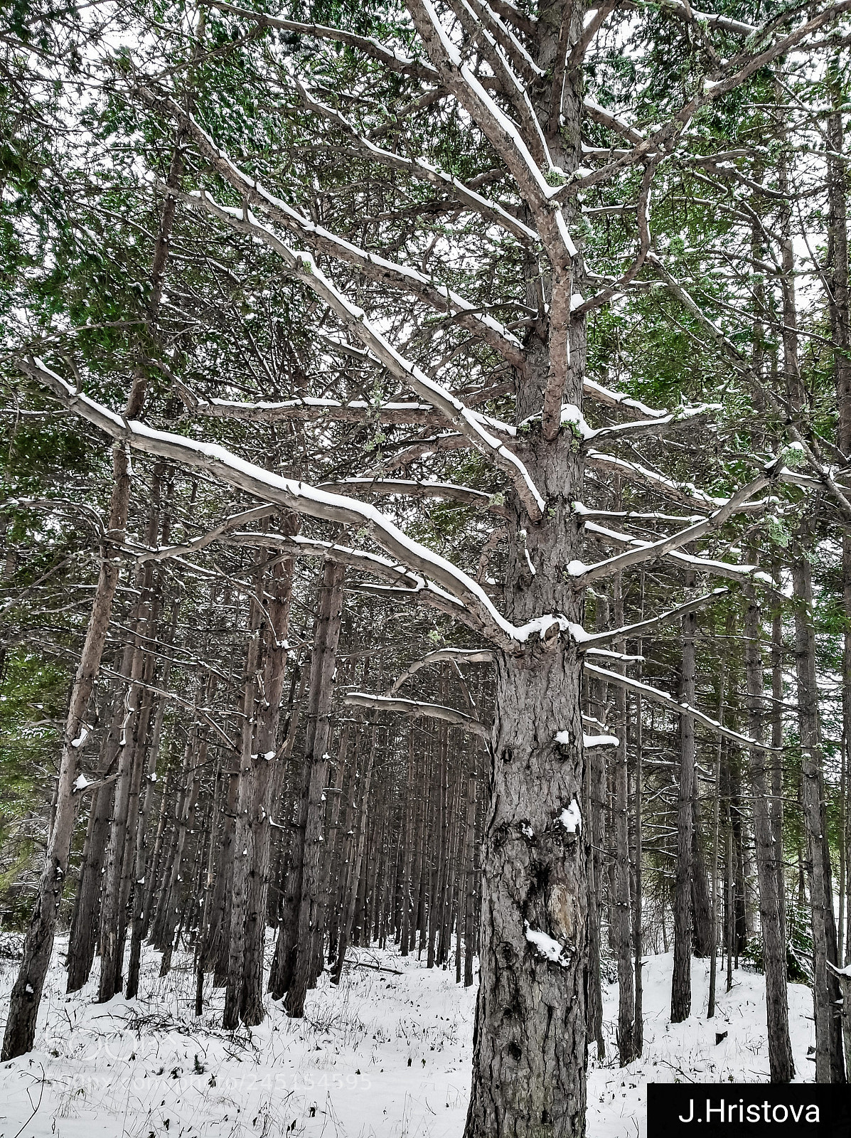 HUAWEI nova sample photo. Soldiers in the forest! photography