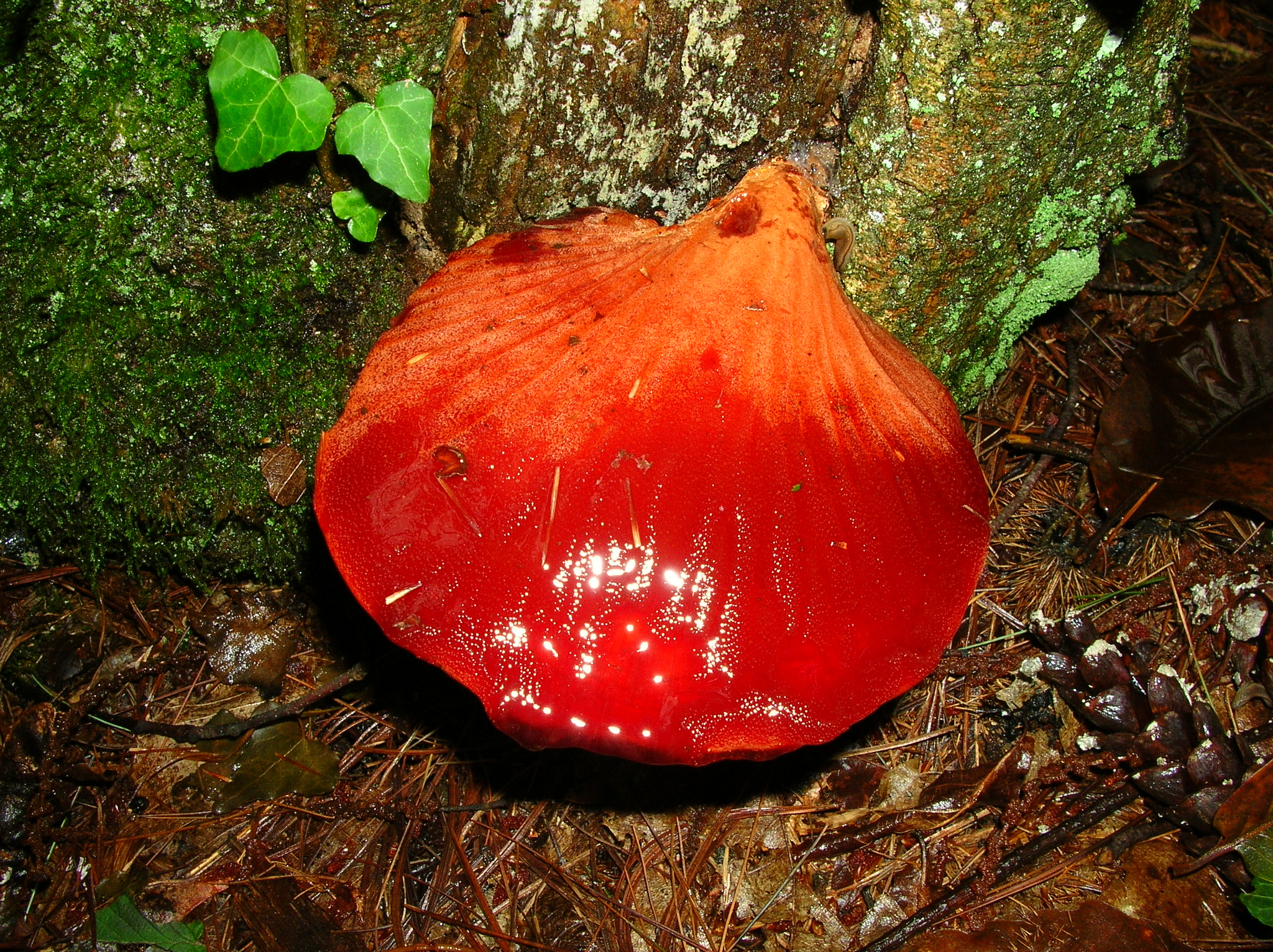 Nikon E4100 sample photo. A strange mushroom photography
