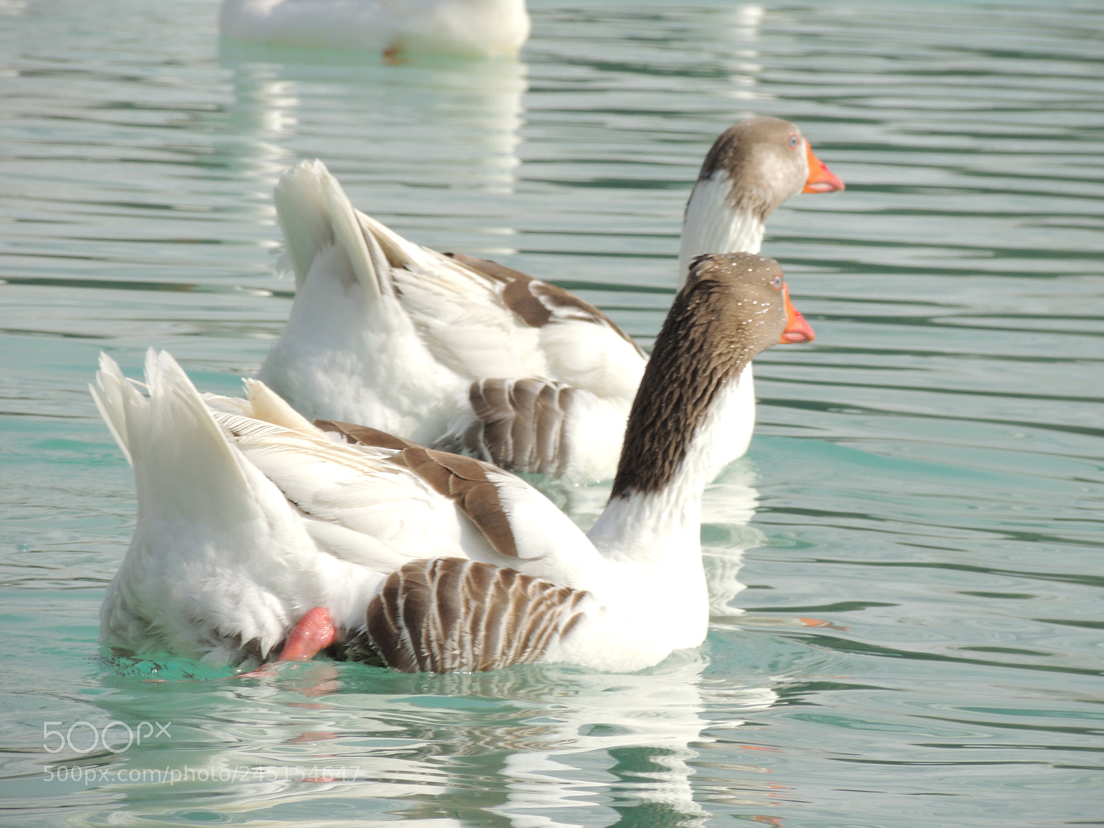 Nikon Coolpix P510 sample photo. Geese photography