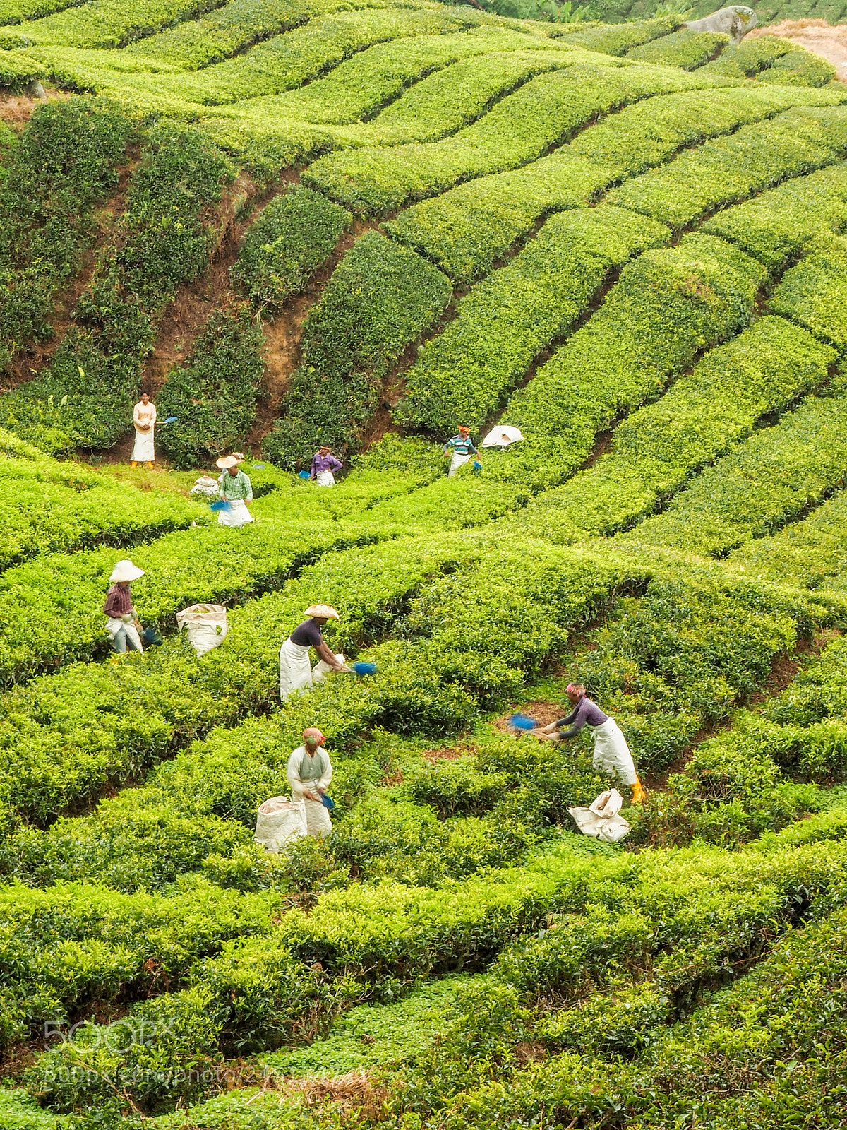 Olympus OM-D E-M10 sample photo. Tea plantation in cameron photography
