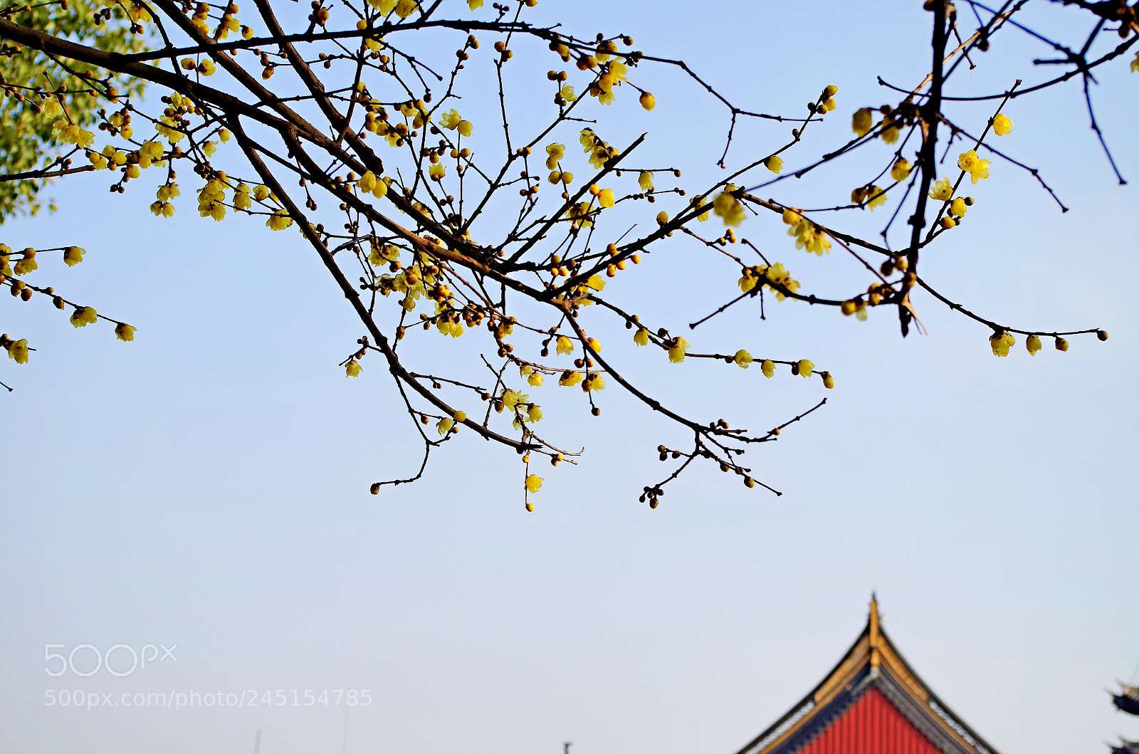 Pentax K-50 sample photo. Untitled photography