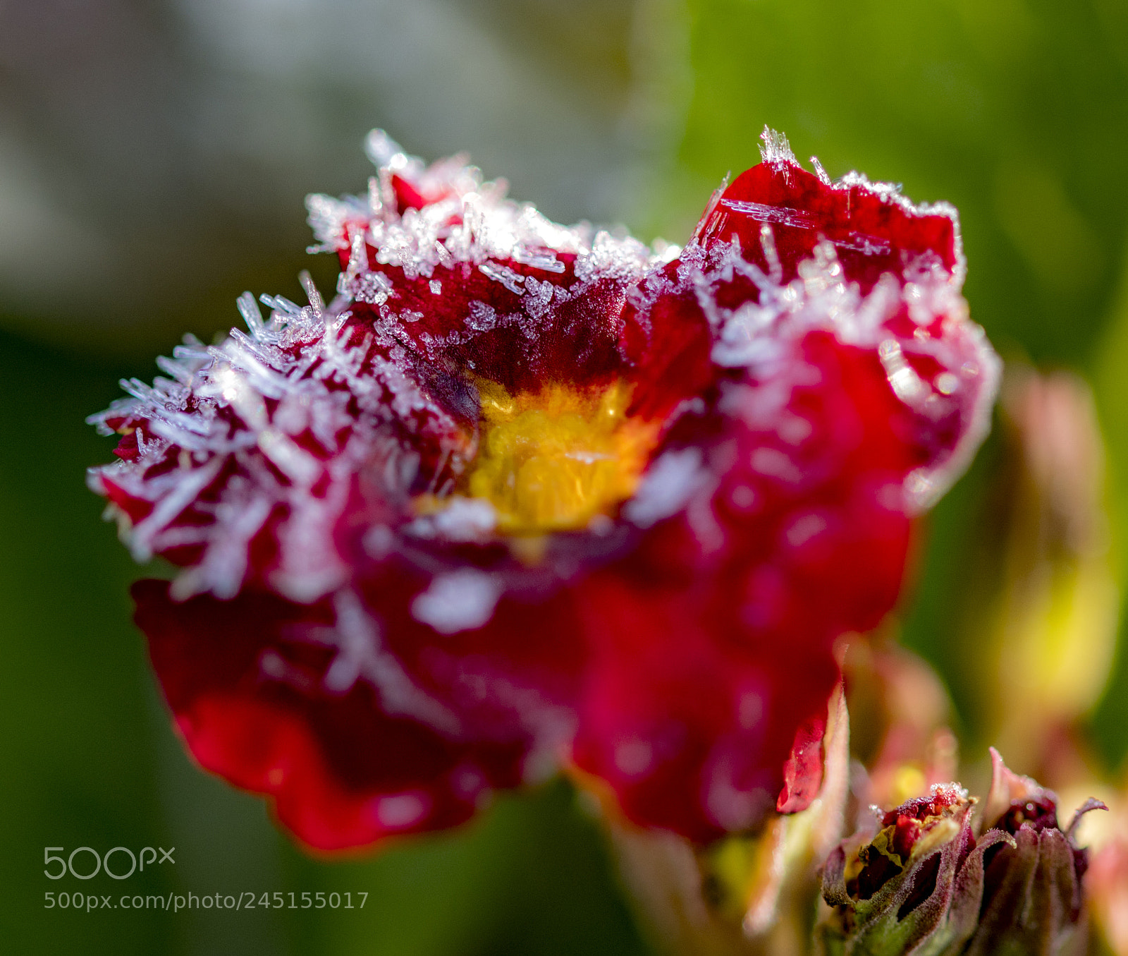 Sony a99 II sample photo. Dsc photography