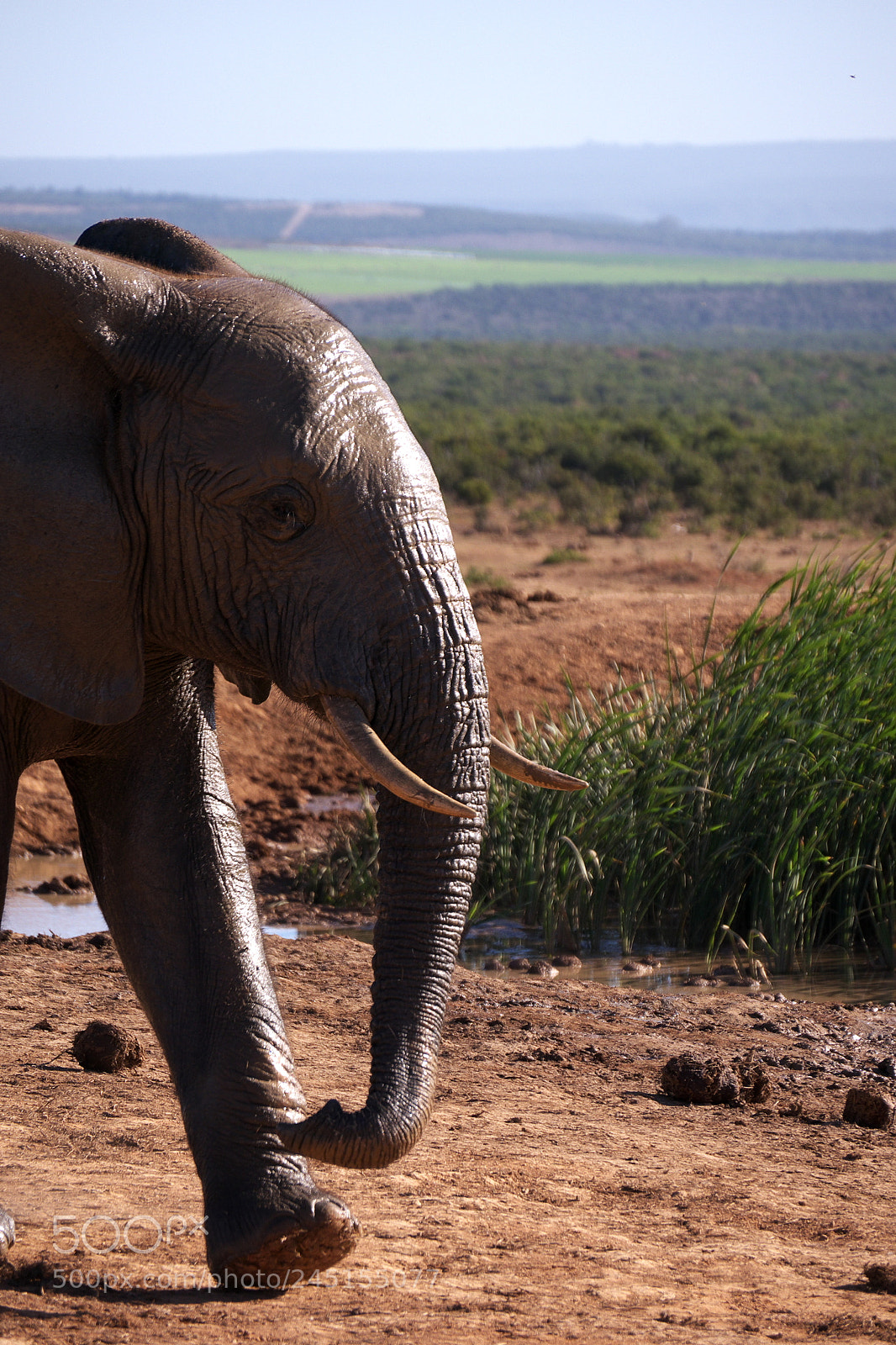Panasonic Lumix DMC-G5 sample photo. Walking elephant photography