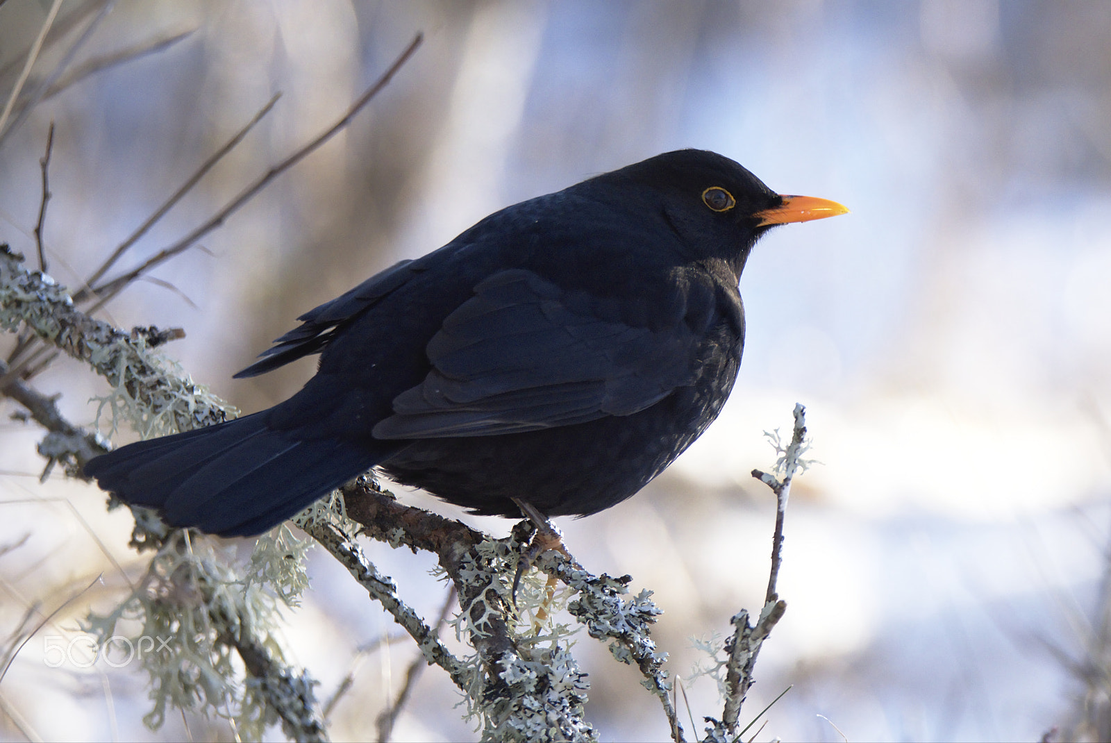 Nikon D810 sample photo. Eurasian blackbird photography