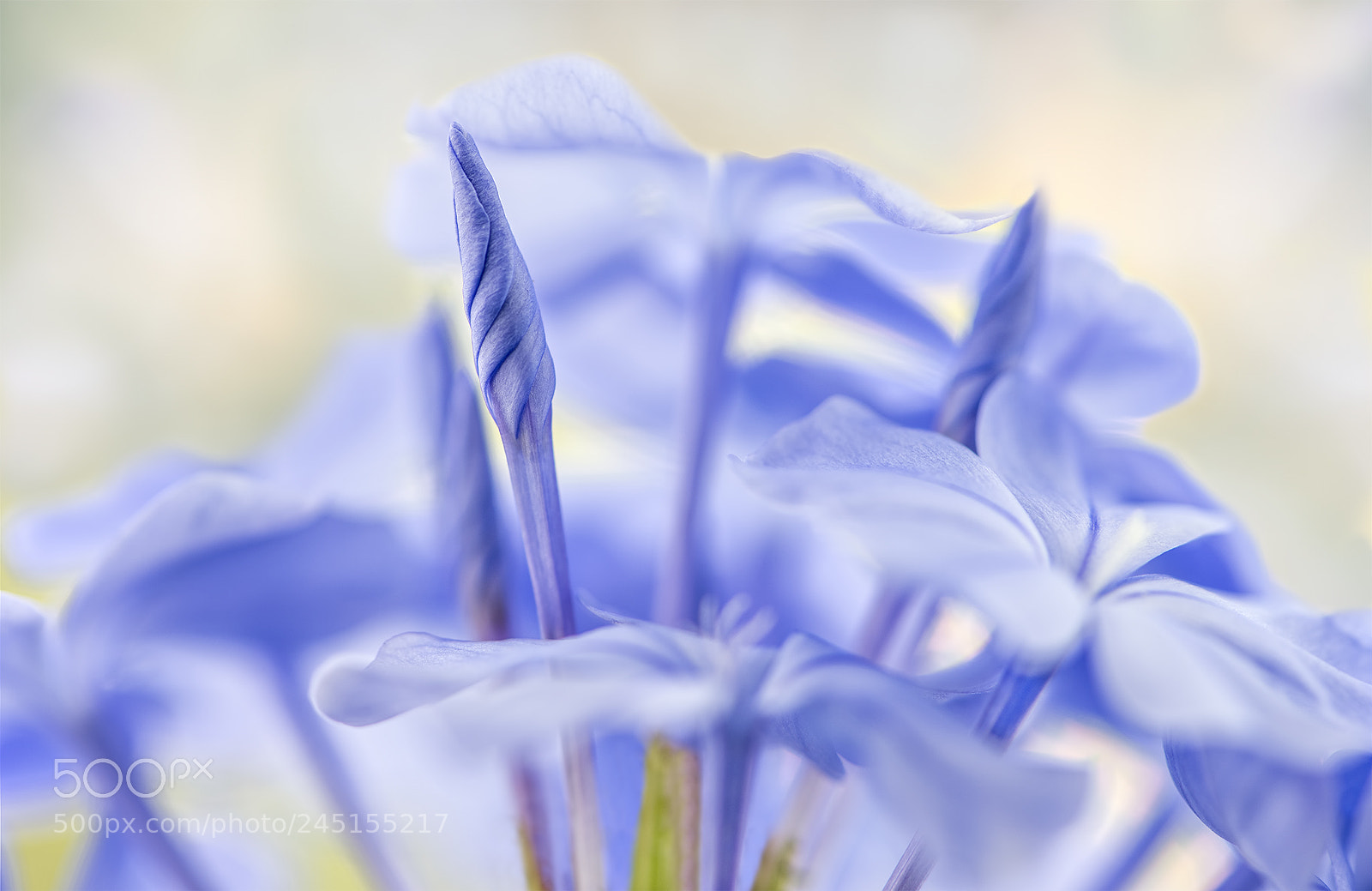 Nikon D810 sample photo. Without you i am photography