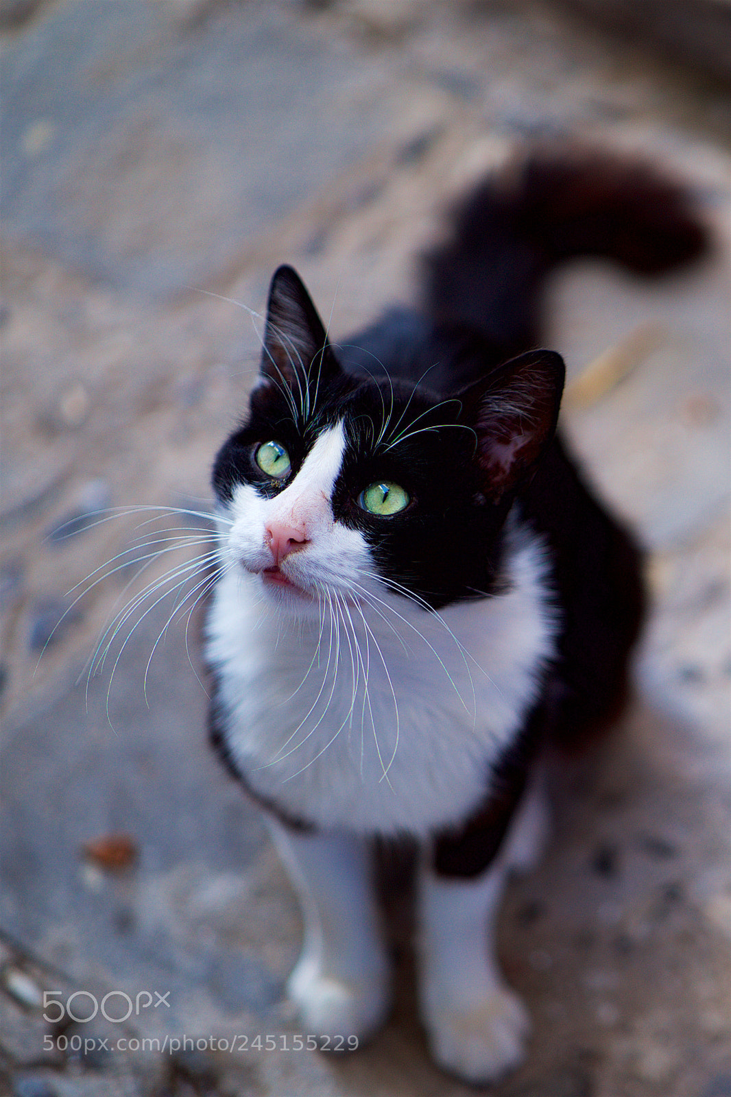 Sony a7S sample photo. A cat with blue photography