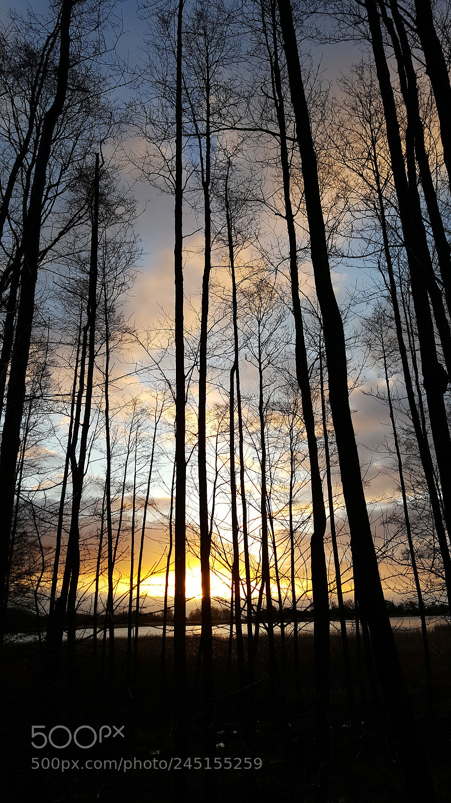 Samsung Galaxy S6 sample photo. Sunrise over giant trees photography