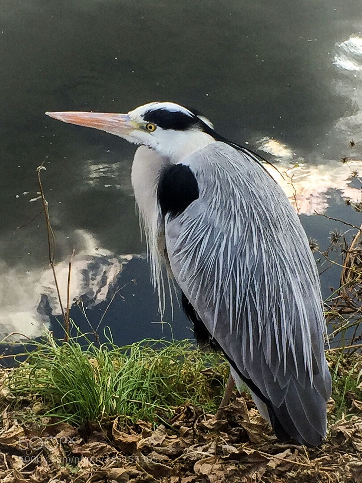 Apple iPhone 6 Plus sample photo. Gray heron standing in photography