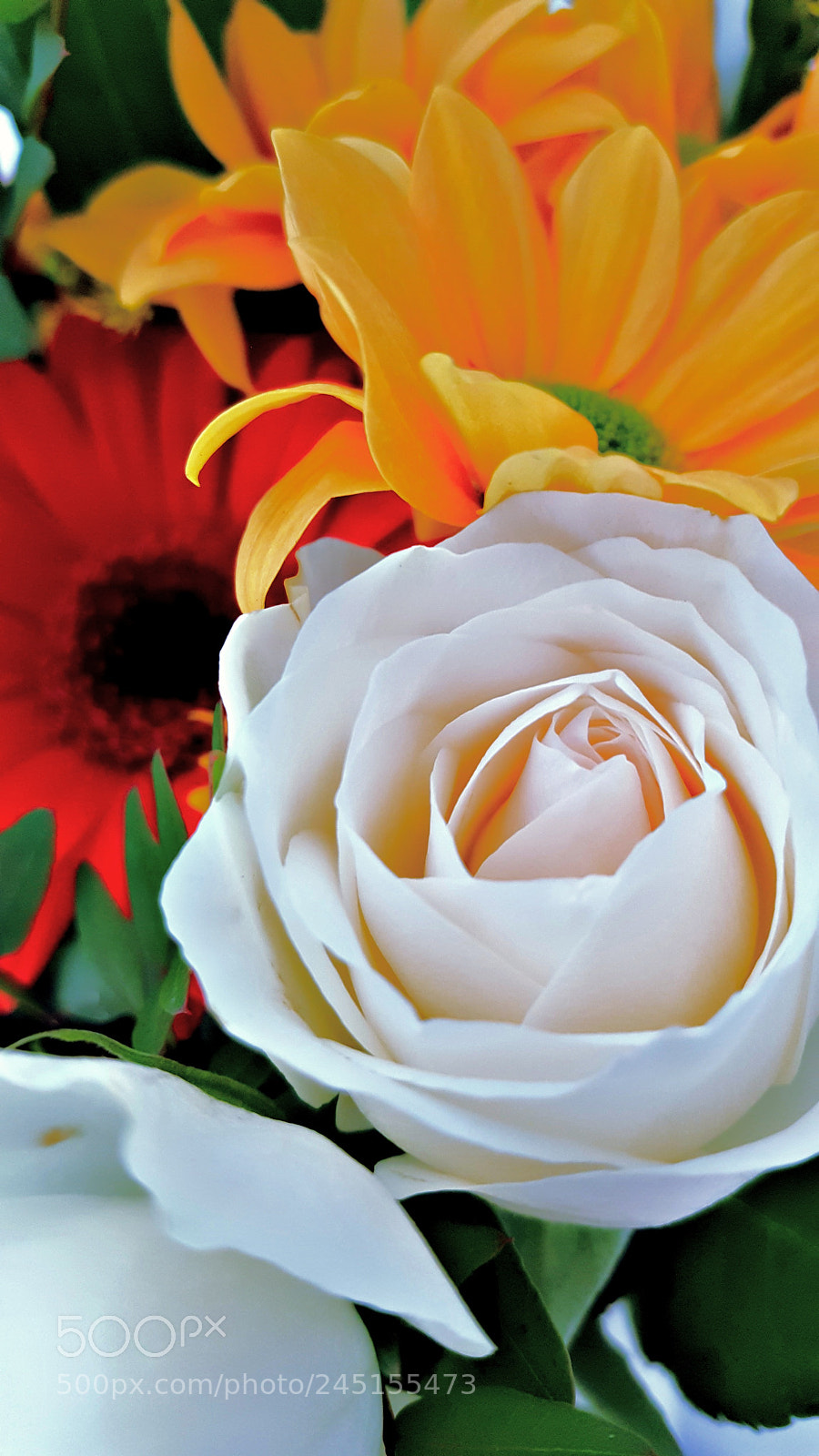 Samsung Galaxy Note5 sample photo. Colorful flowers photography