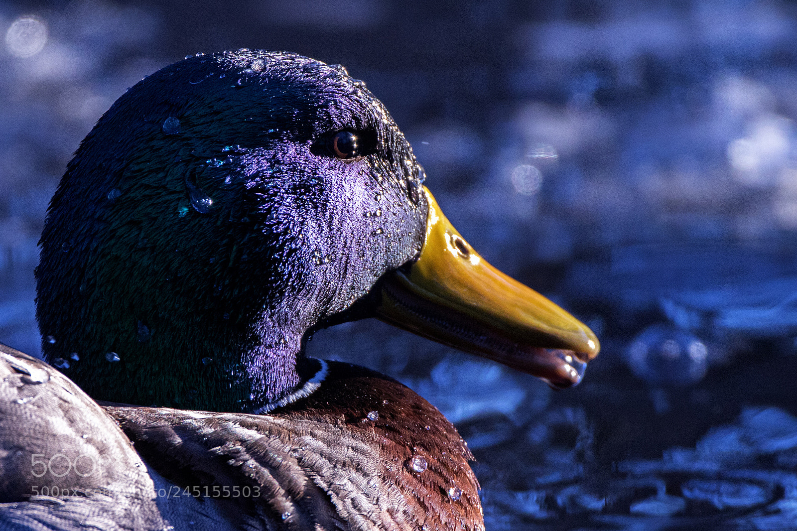 Canon EOS 7D Mark II sample photo. Drippy head photography
