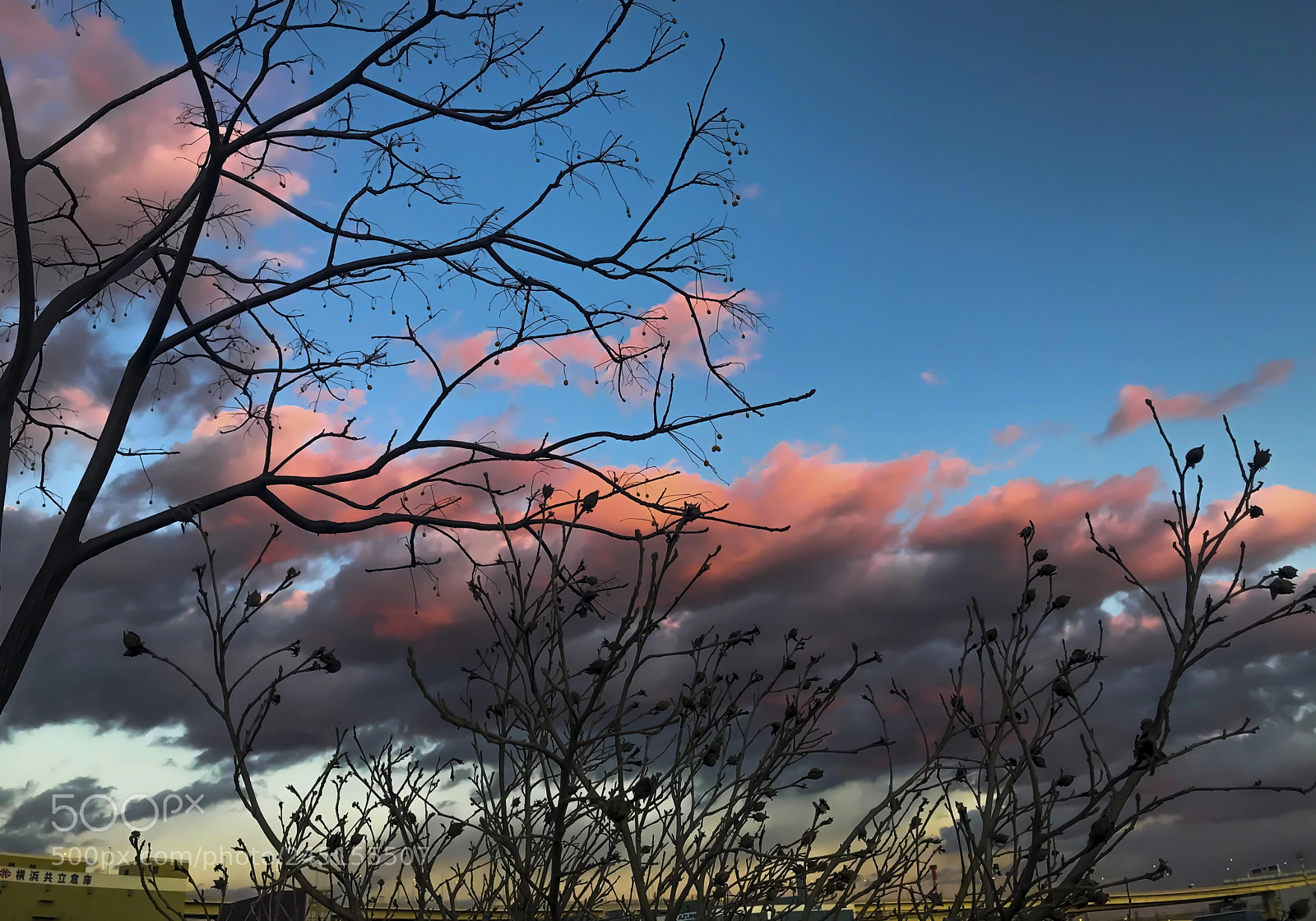 Nikon D700 sample photo. Ray focal in honmoku ! photography