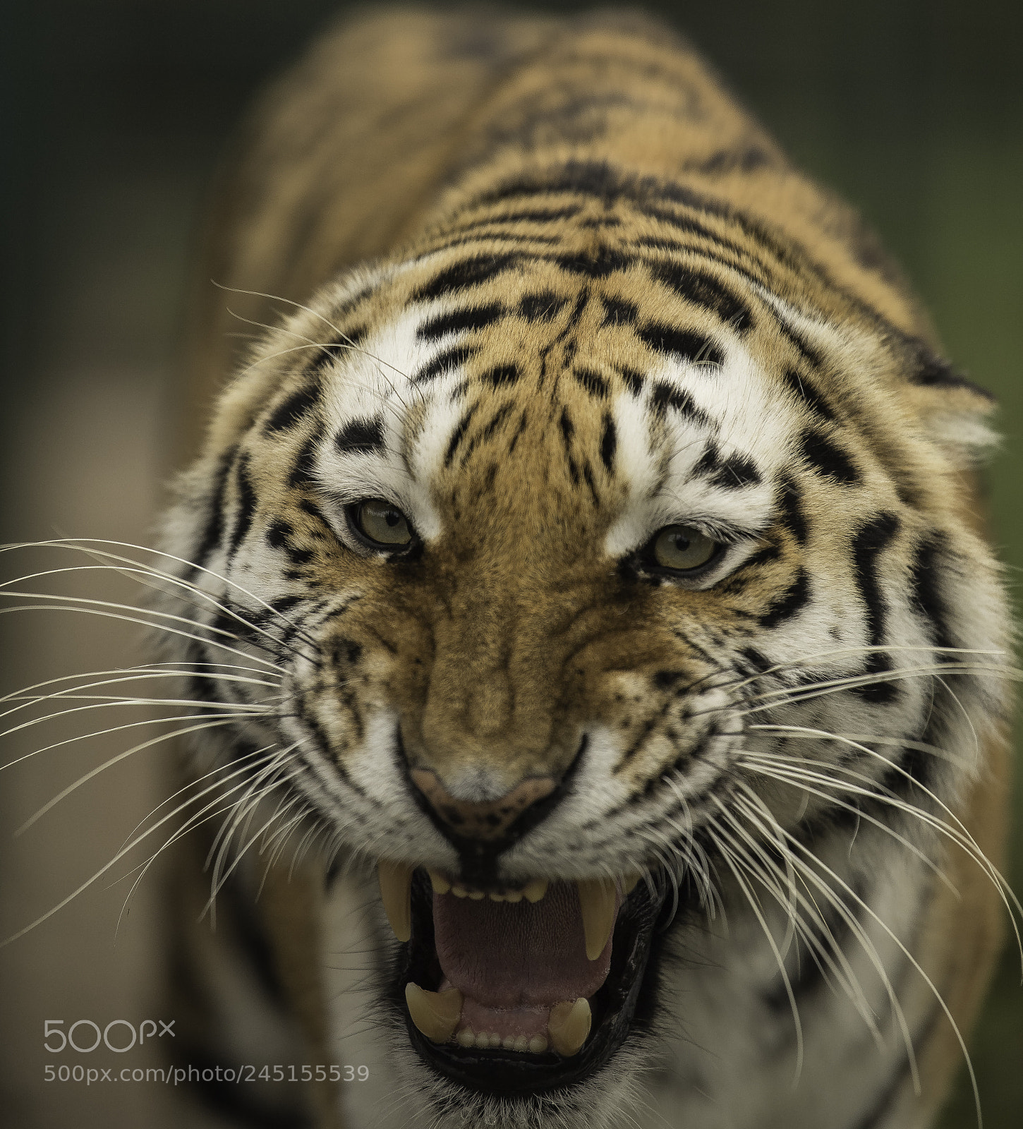 Nikon D5 sample photo. Tiger series photography