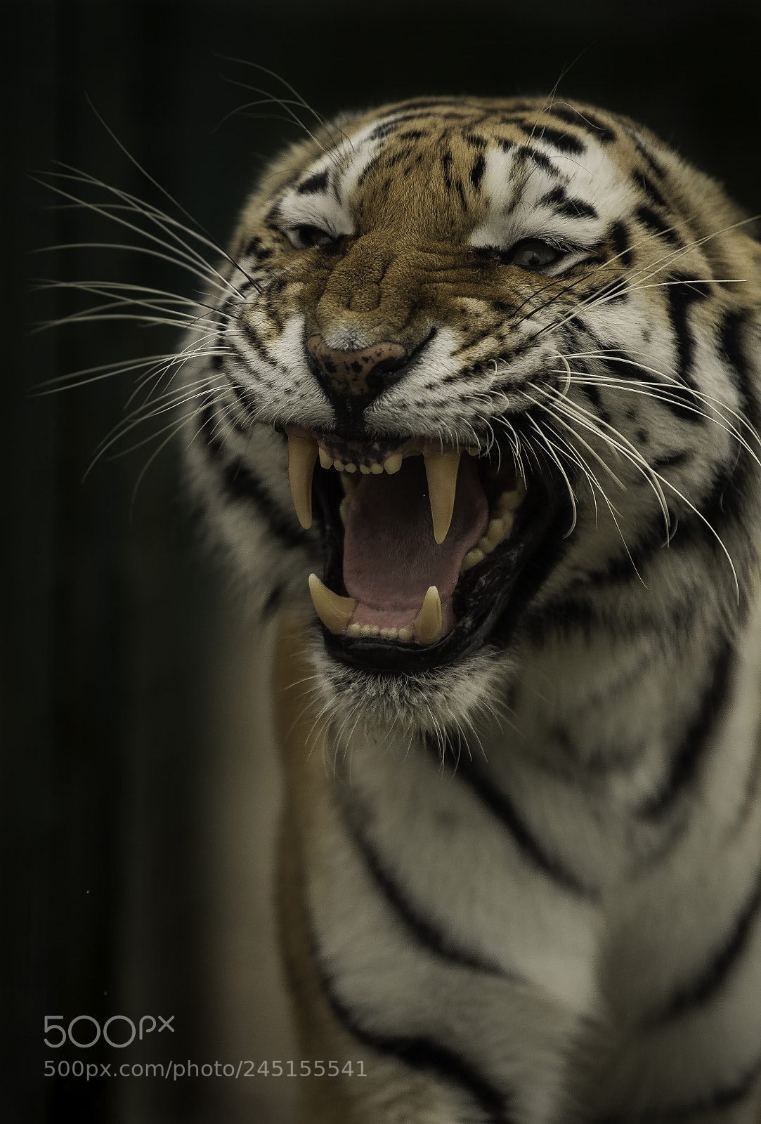 Nikon D5 sample photo. Tiger series photography