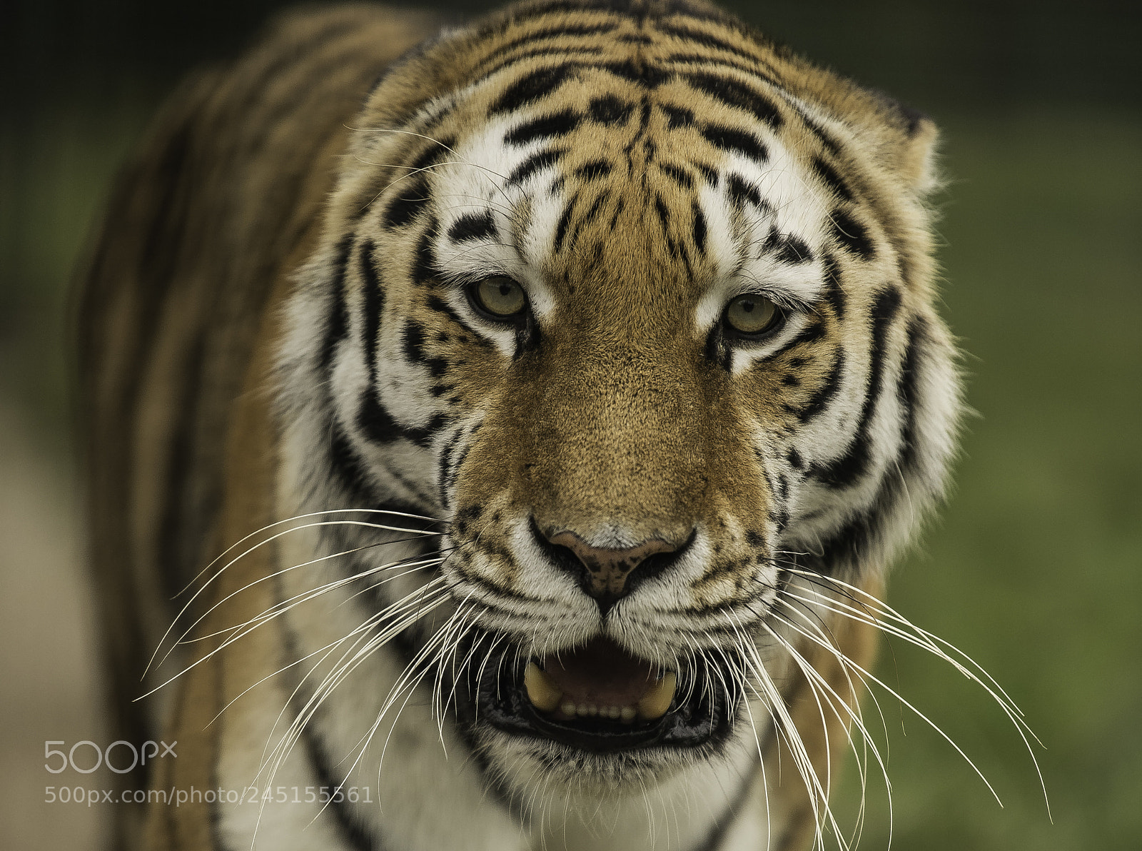 Nikon D5 sample photo. Tiger series photography