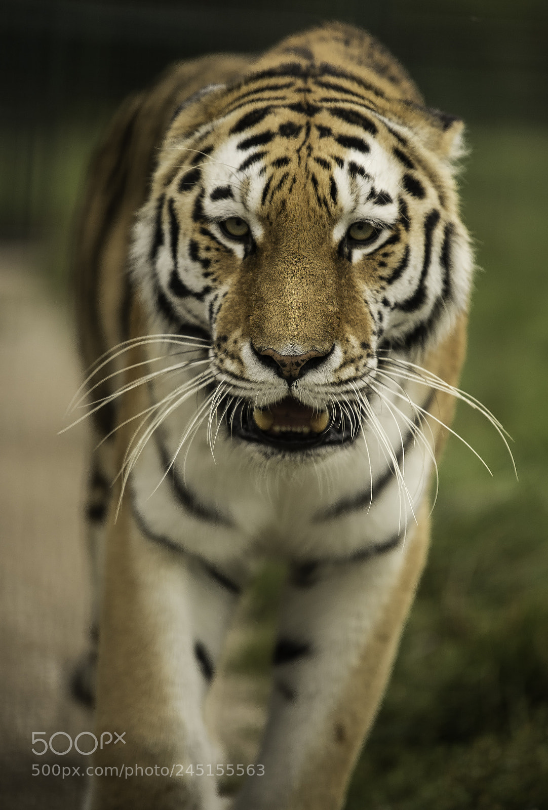 Nikon D5 sample photo. Tiger series photography