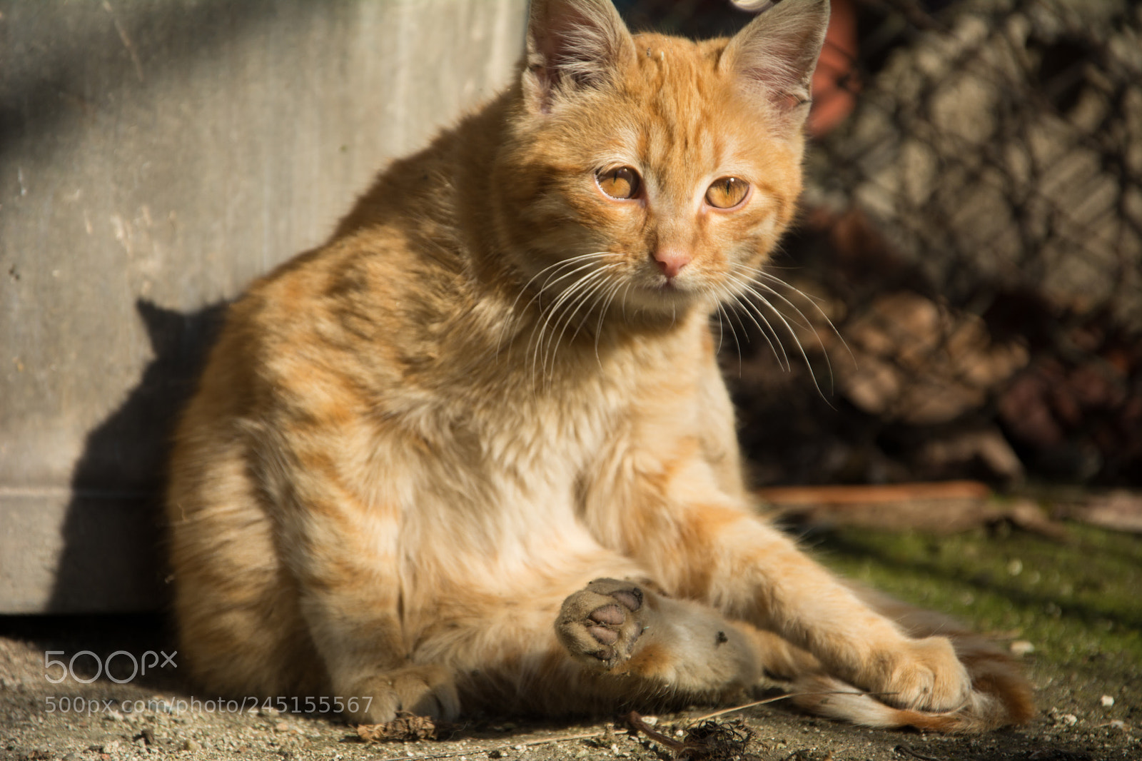 Nikon D7100 sample photo. Ginger kitty photography