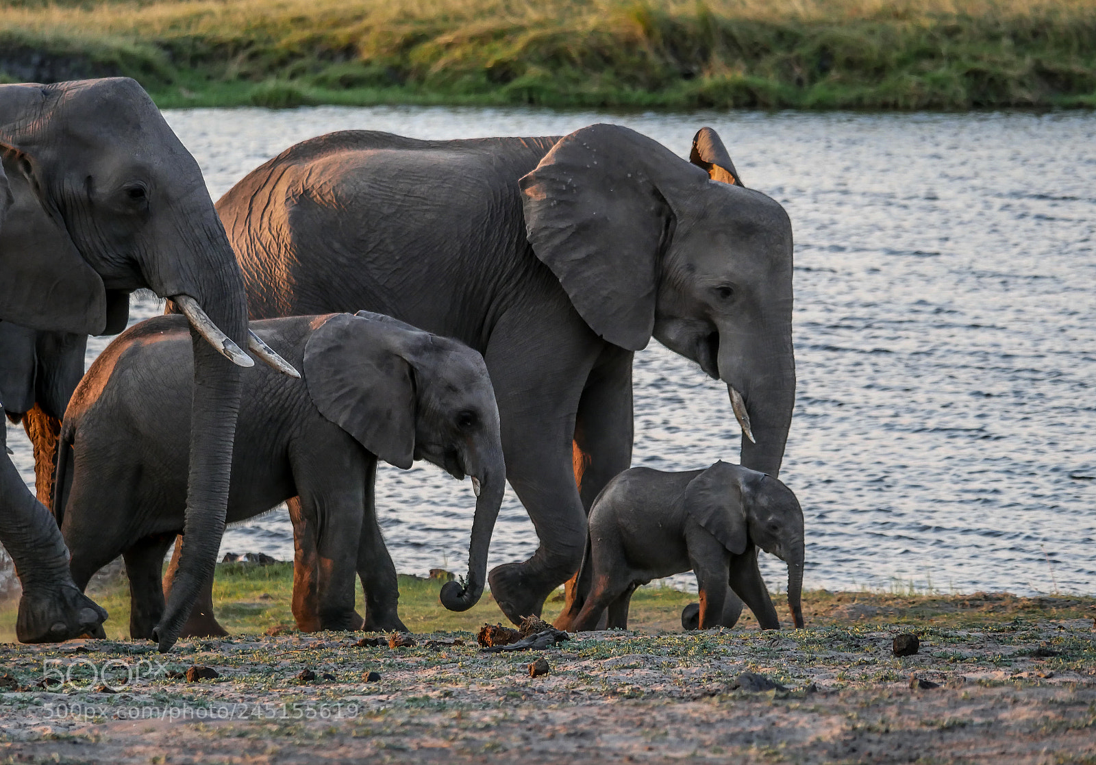 Panasonic DMC-G70 sample photo. Elephants on the river photography