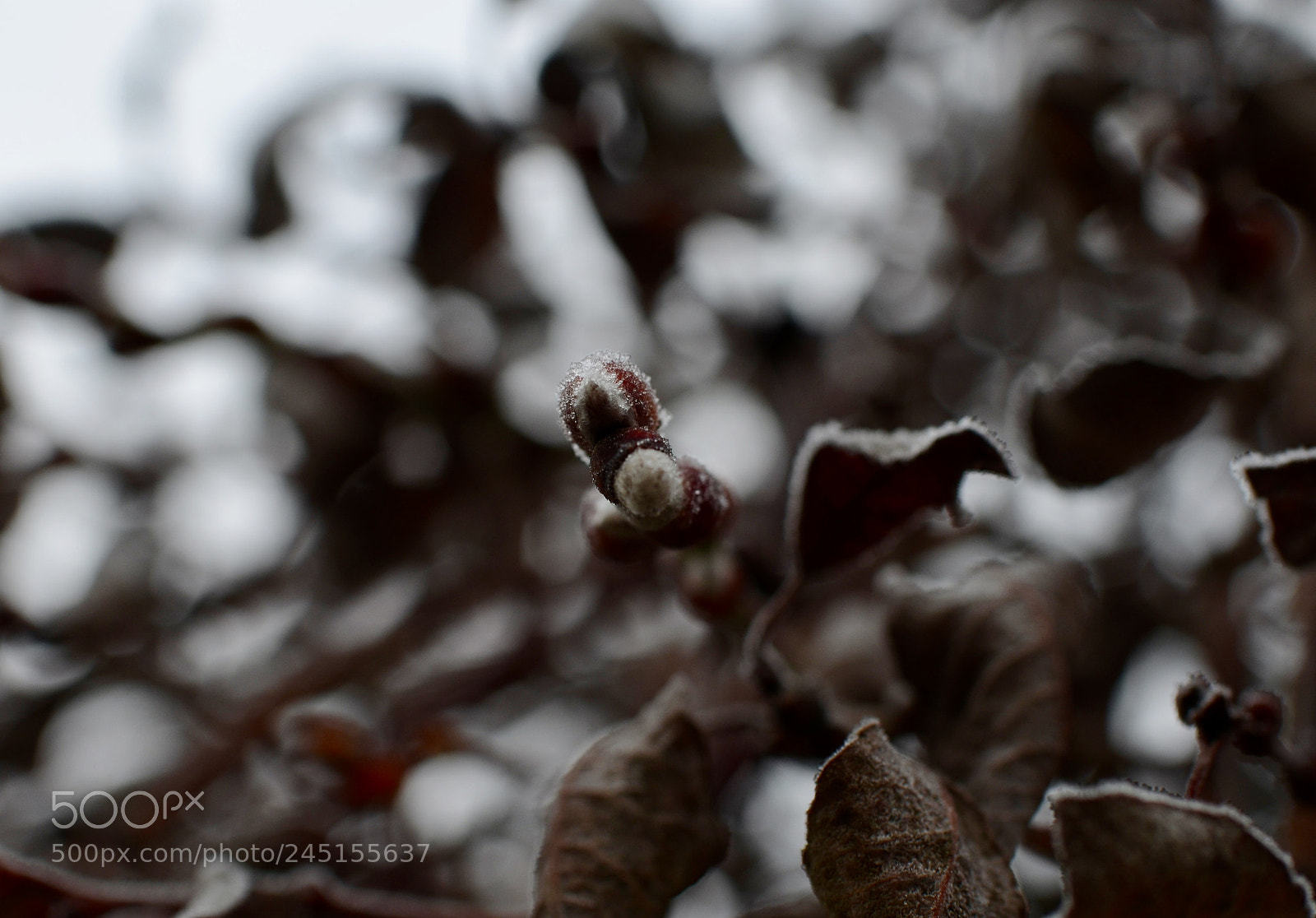 Nikon D5100 sample photo. Fullsizeoutput photography