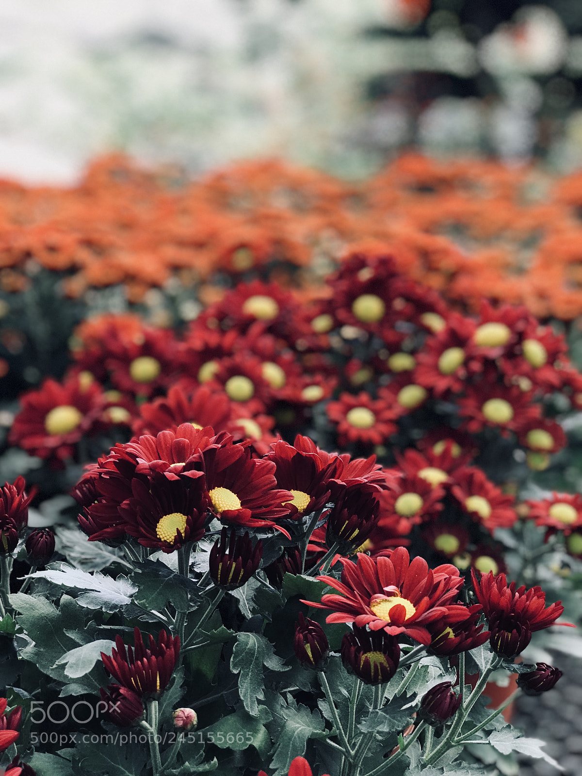 Apple iPhone 7 Plus sample photo. ???bloom~ photography