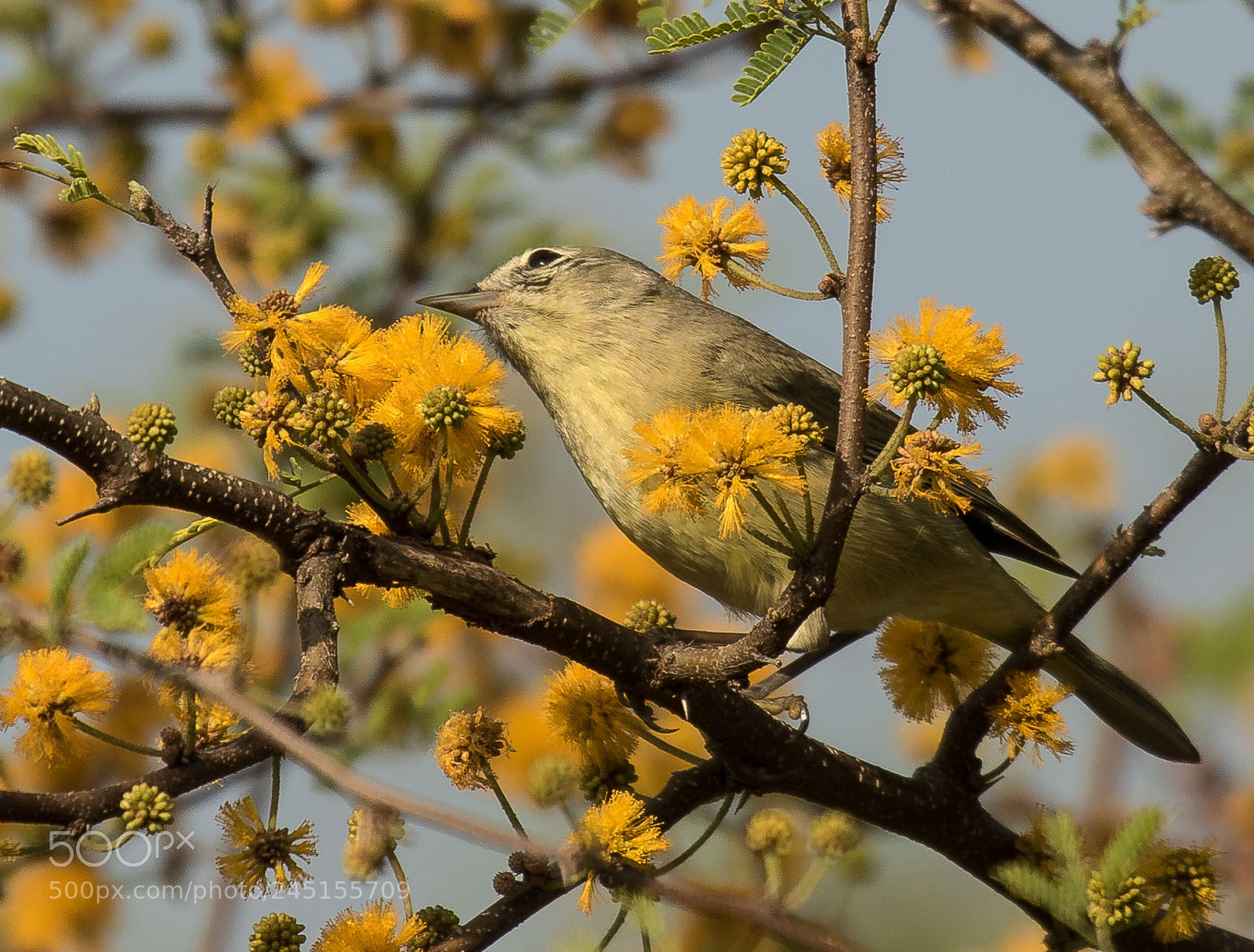 Canon EOS 7D Mark II sample photo. Orange-crowned warbler photography