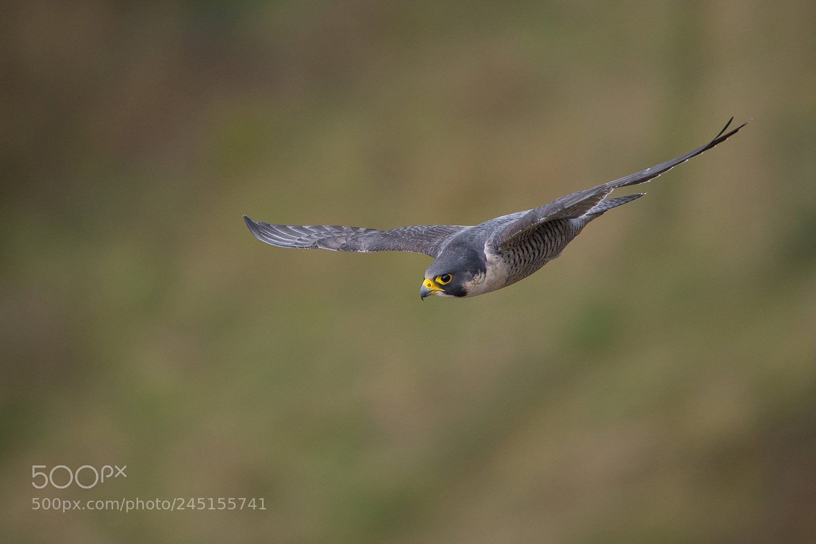Nikon D610 sample photo. Peregrine falcon photography