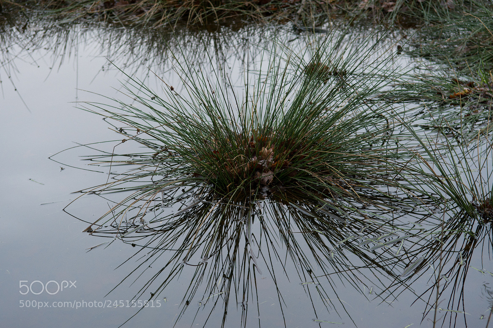 Nikon D7100 sample photo. Nature's mirror photography