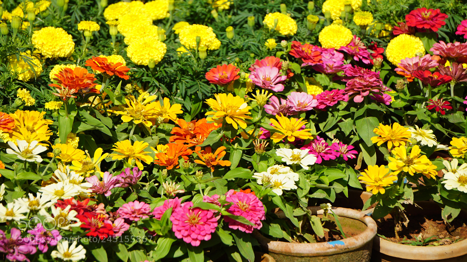Sony E 55-210mm F4.5-6.3 OSS sample photo. Flowers photography