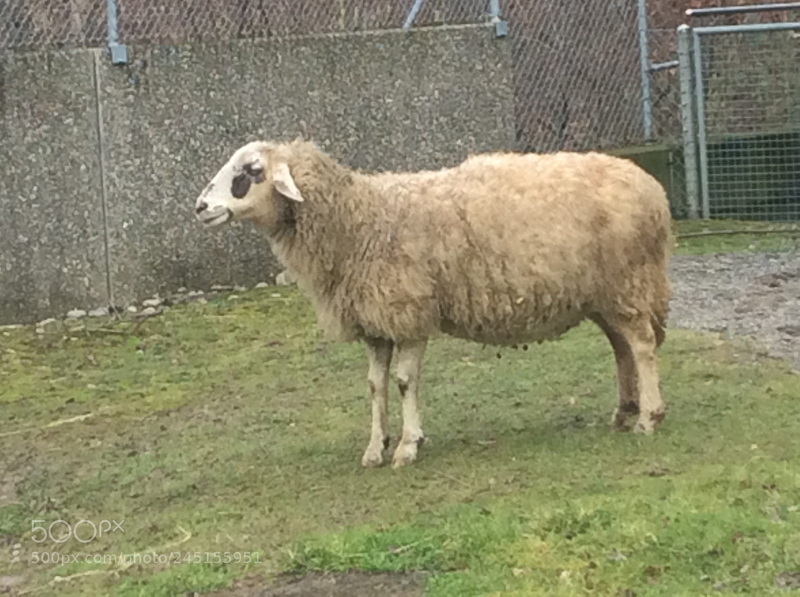Apple iPad Air sample photo. Tierpark bern - berne photography