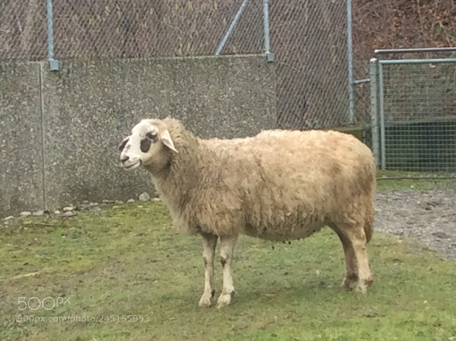 Apple iPad Air sample photo. Tierpark bern - berne photography