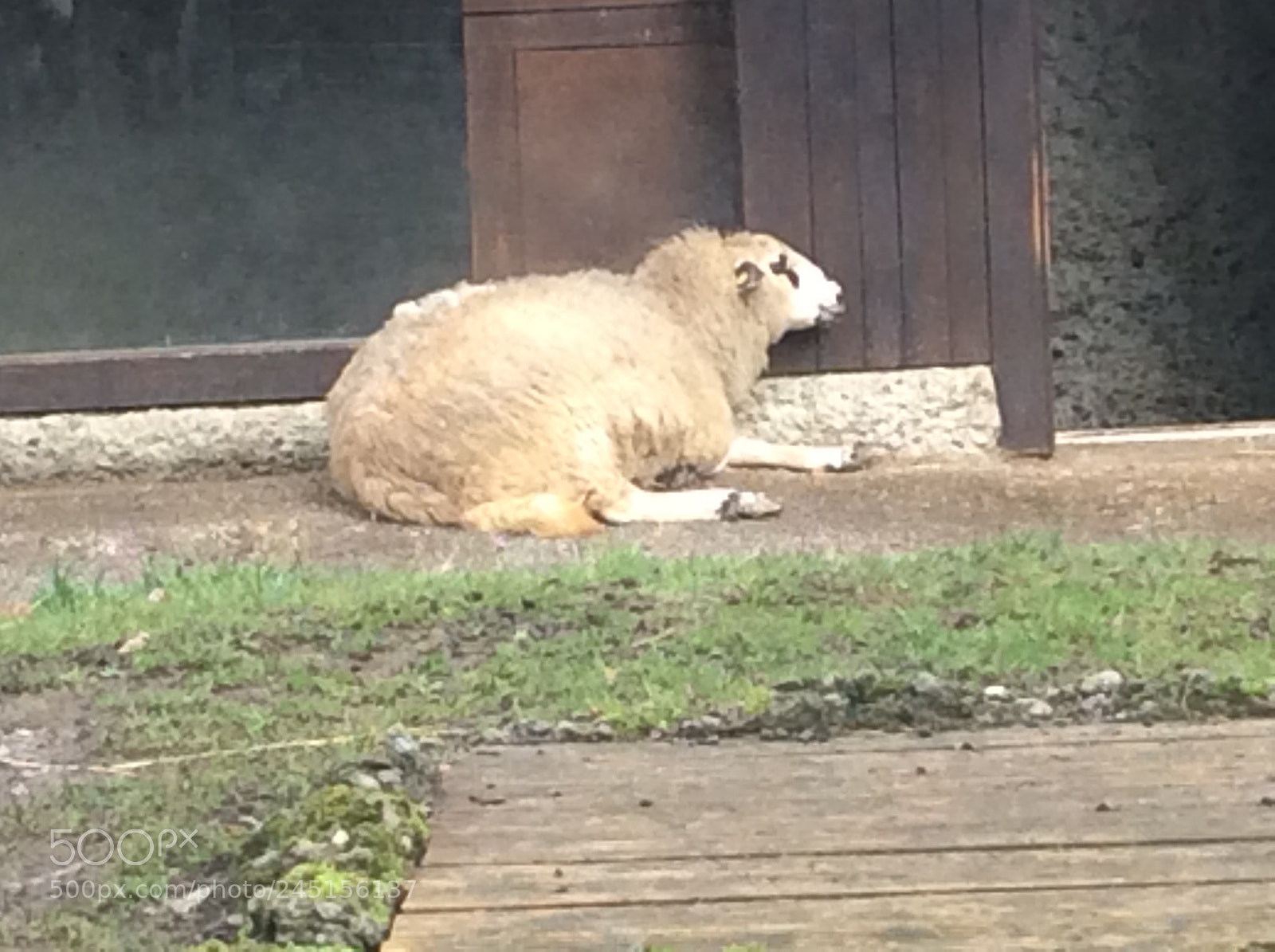 Apple iPad Air sample photo. Tierpark bern - berne photography