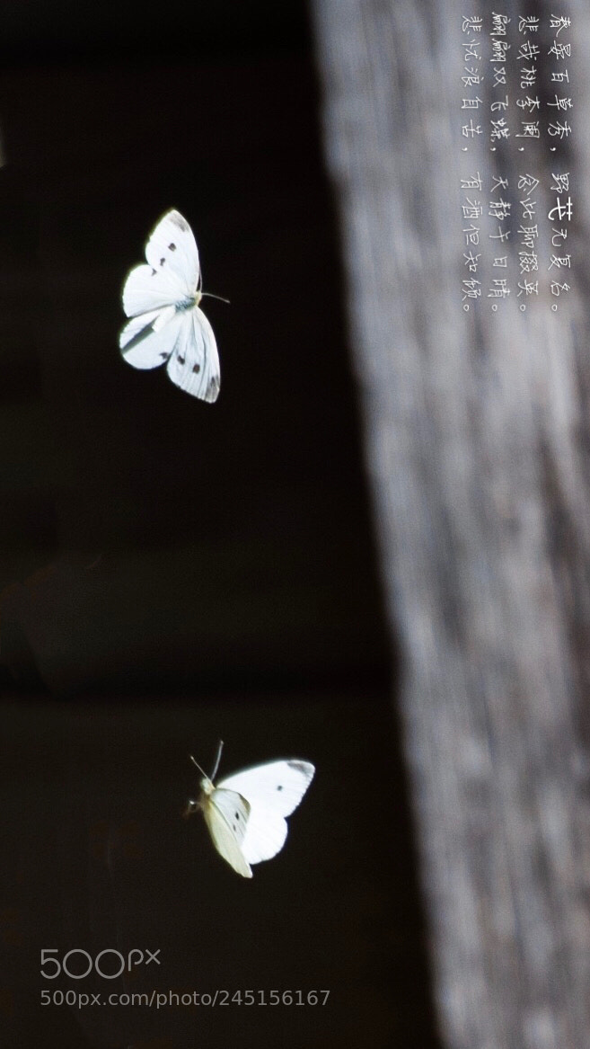 Nikon D3X sample photo. Two butterflies photography