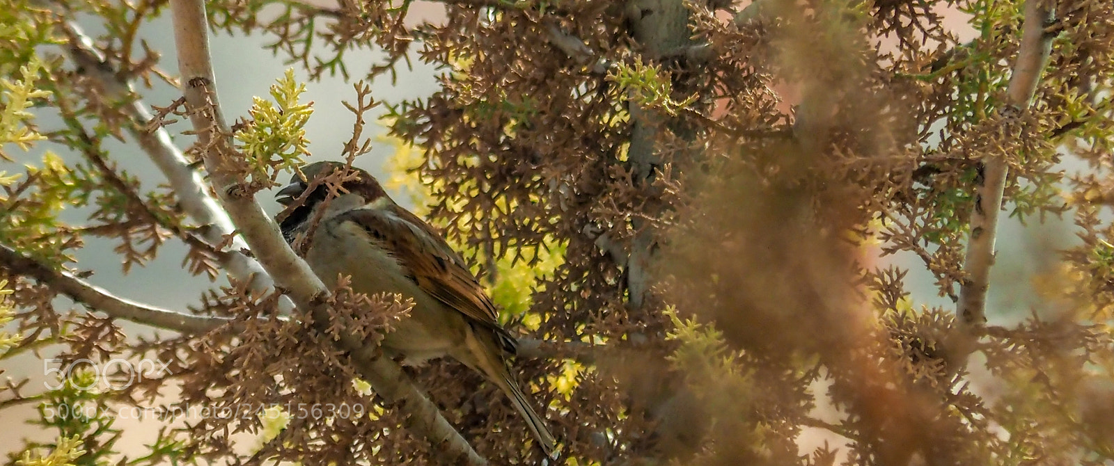 Olympus OM-D E-M1 Mark II sample photo. Olympus digital camera photography