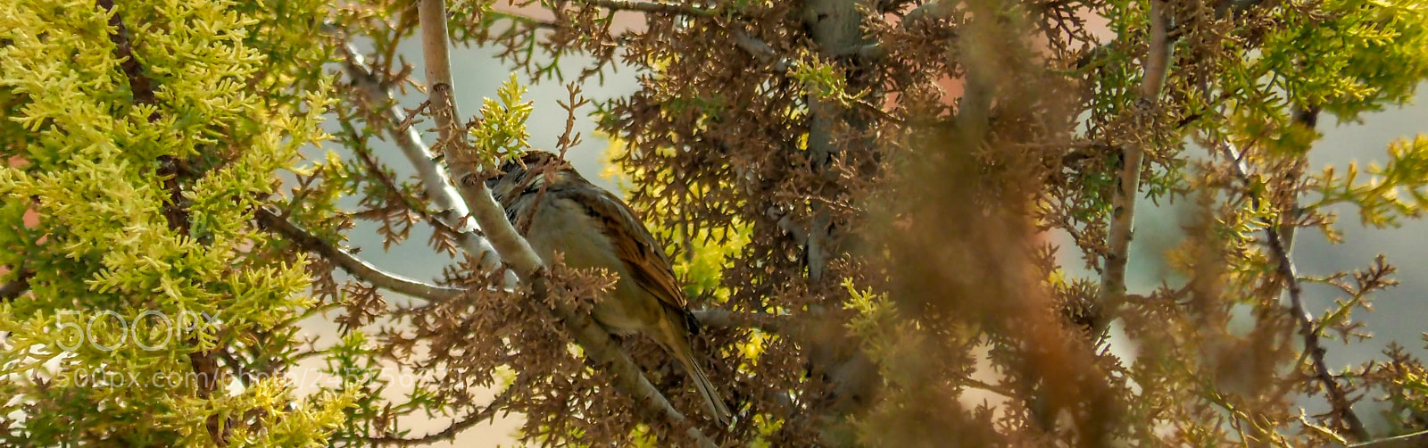 Olympus OM-D E-M1 Mark II sample photo. Olympus digital camera photography