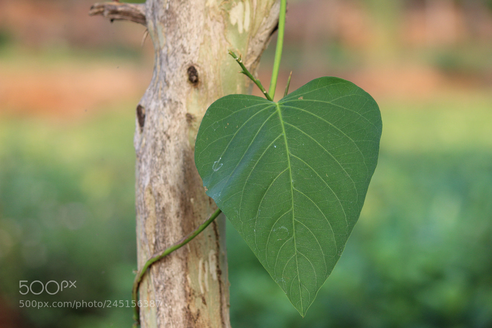 Canon EOS 1200D (EOS Rebel T5 / EOS Kiss X70 / EOS Hi) sample photo. Leaves story!! photography