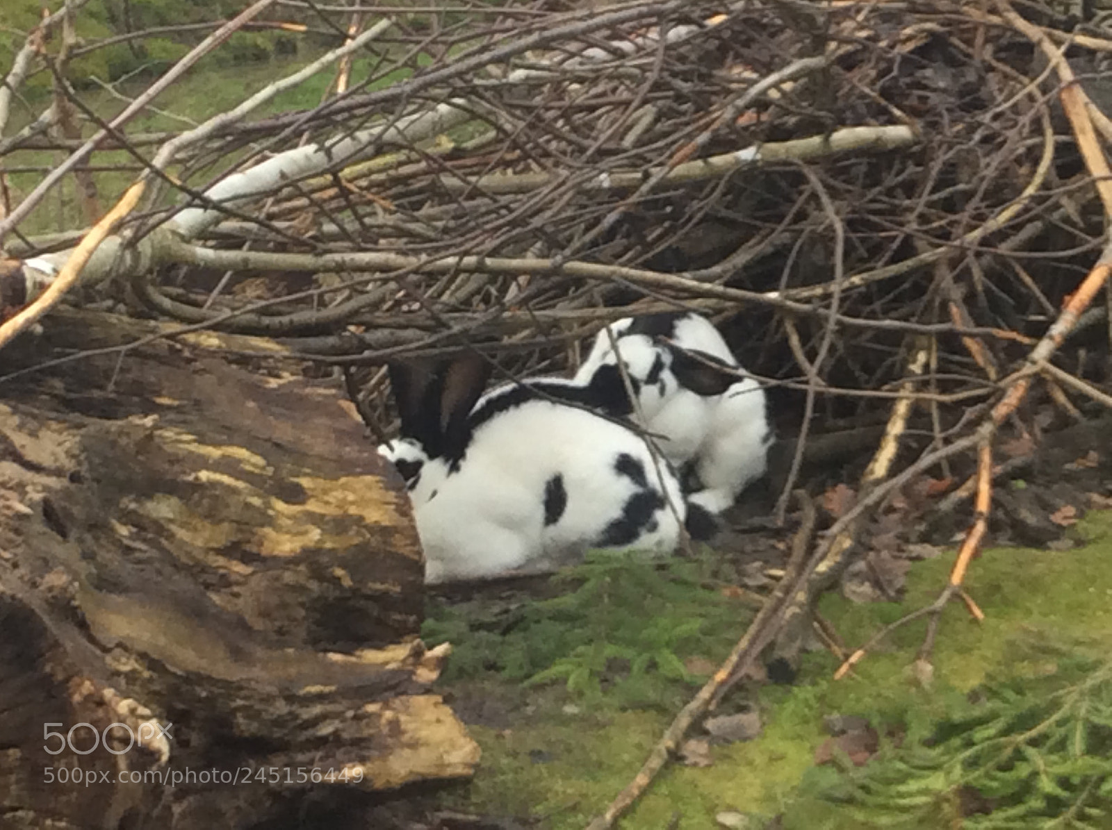 Apple iPad Air sample photo. Tierpark bern - berne photography