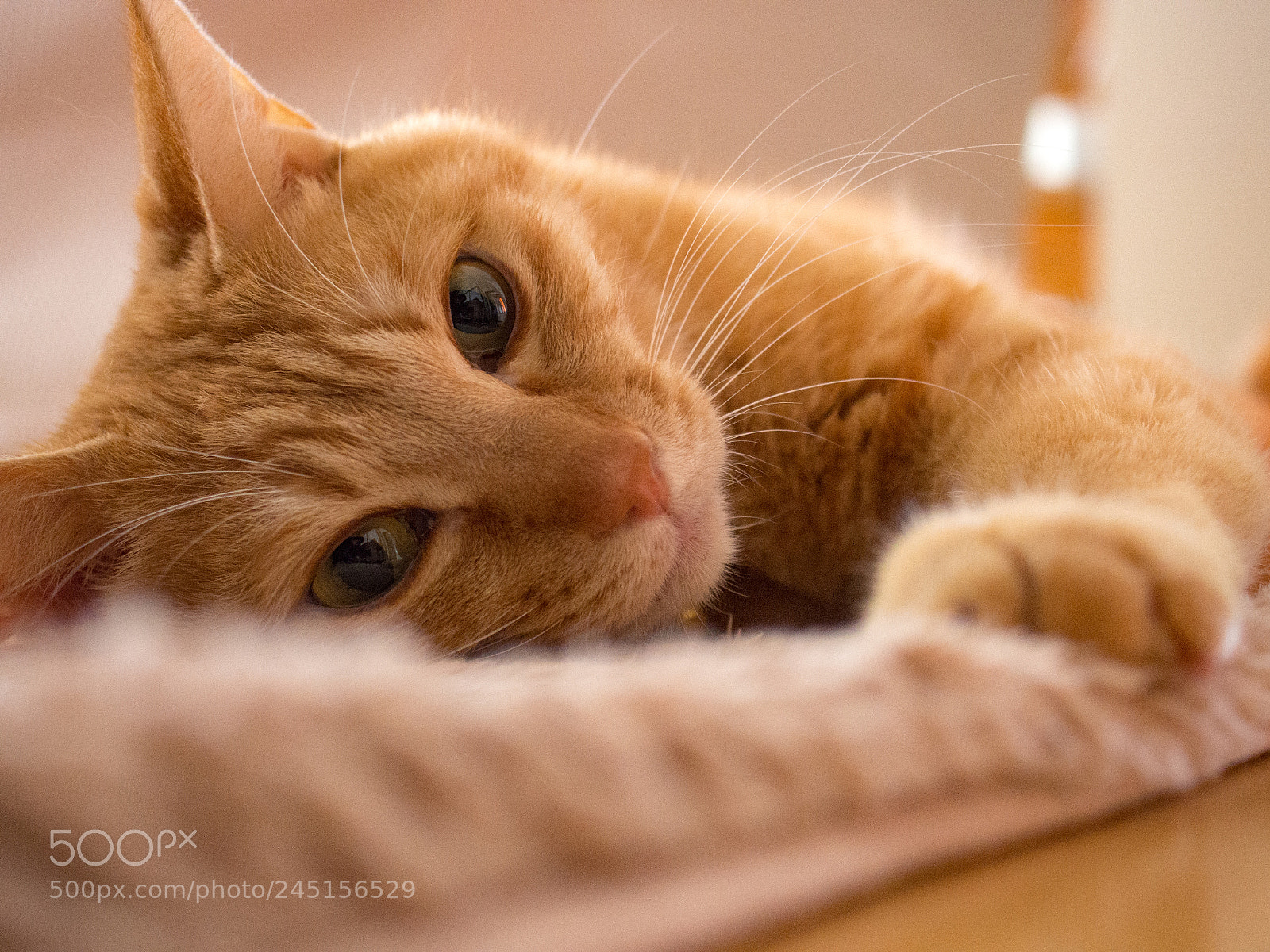 Olympus PEN E-PL5 sample photo. Sleepy eyes photography