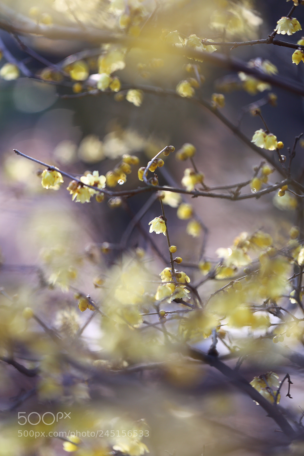 Canon EF 70-200mm F2.8L IS II USM sample photo. 蠟梅 photography