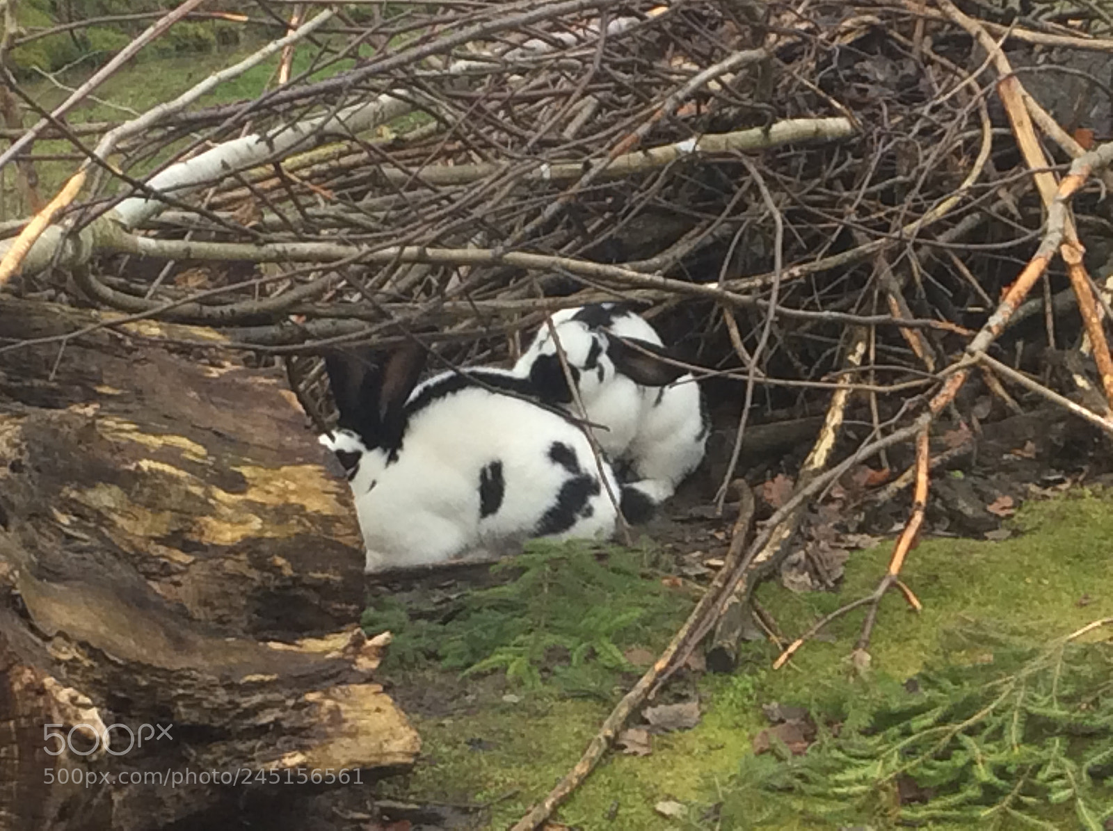 Apple iPad Air sample photo. Tierpark bern - berne photography
