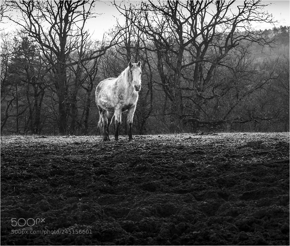 Olympus OM-D E-M10 II sample photo. Winter horse photography