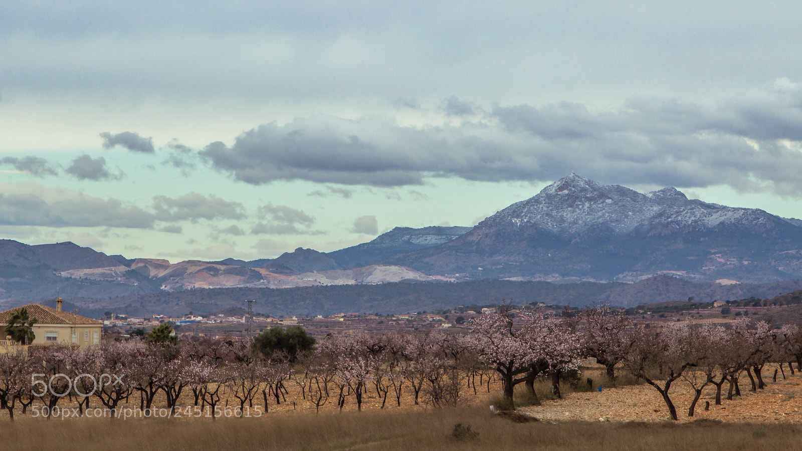 Canon EOS 60D sample photo. Flor de almendro.. photography