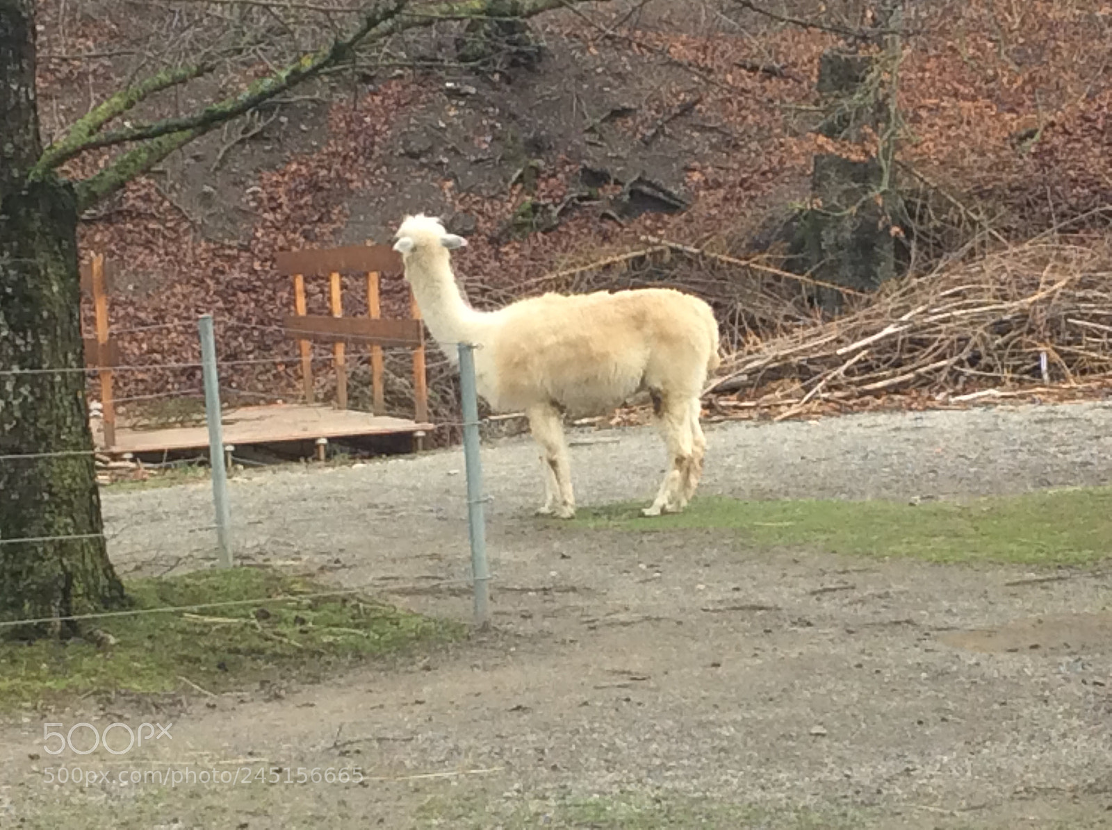 Apple iPad Air sample photo. Tierpark bern - berne photography