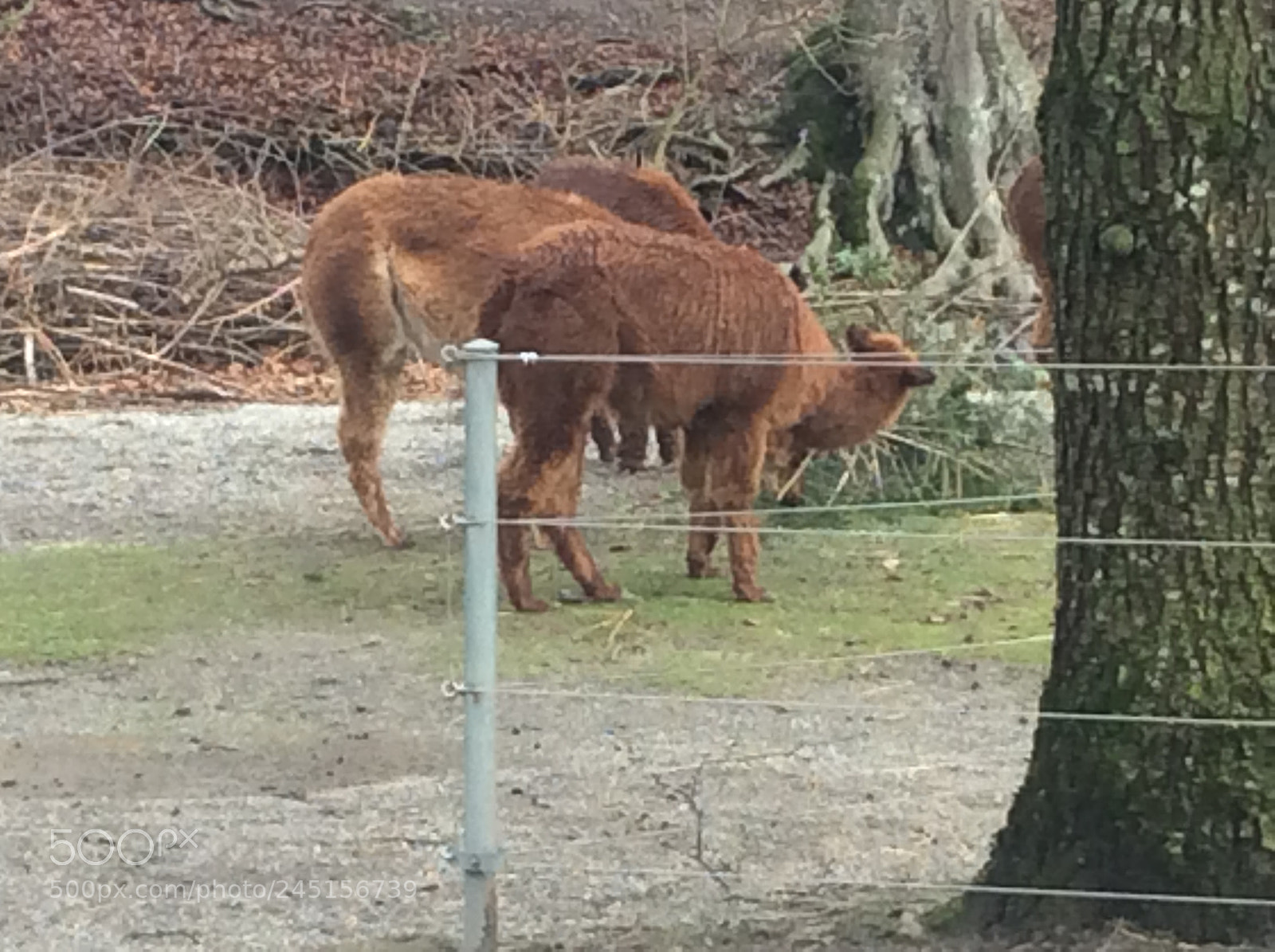 Apple iPad Air sample photo. Tierpark bern - berne photography