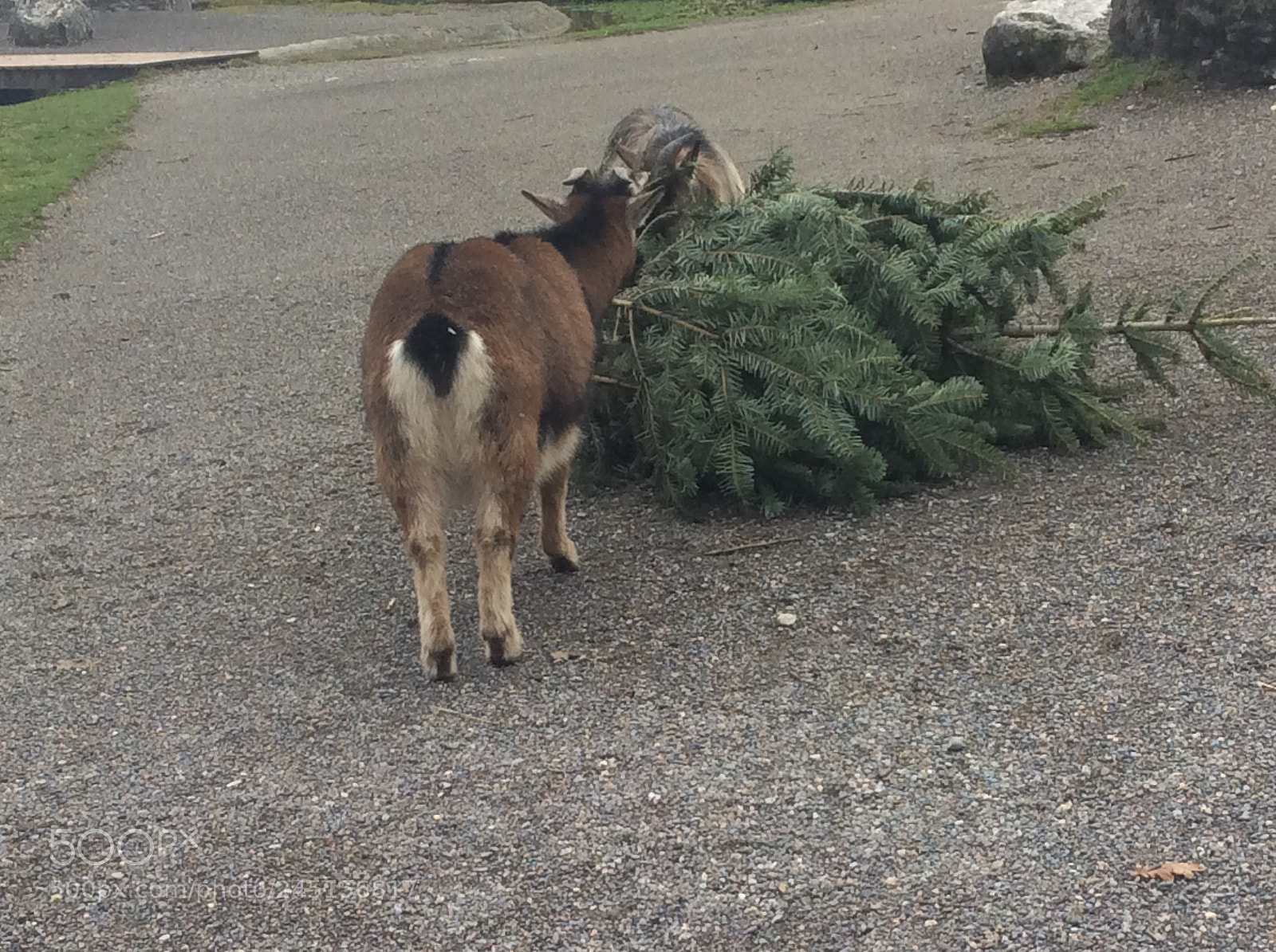 Apple iPad Air sample photo. Tierpark bern - berne photography