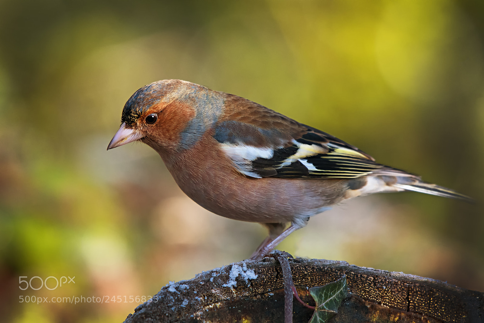 Nikon D500 sample photo. Chaffinch (fringilla coelebs) photography
