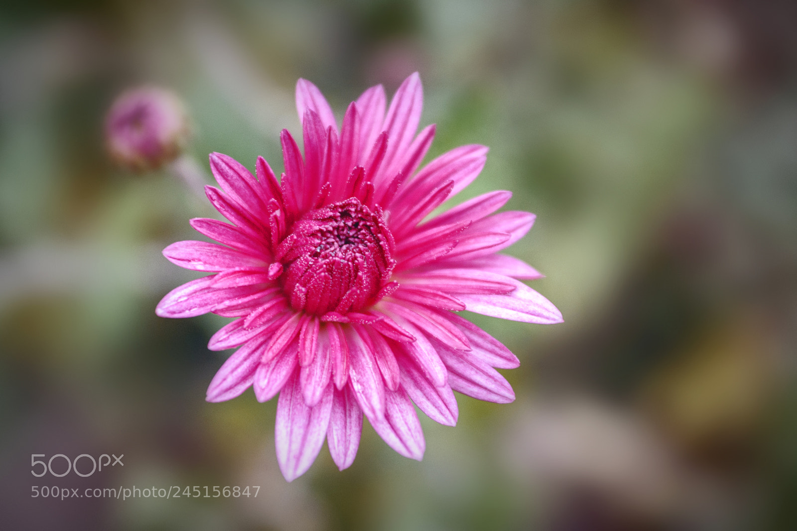Nikon D90 sample photo. ... photography