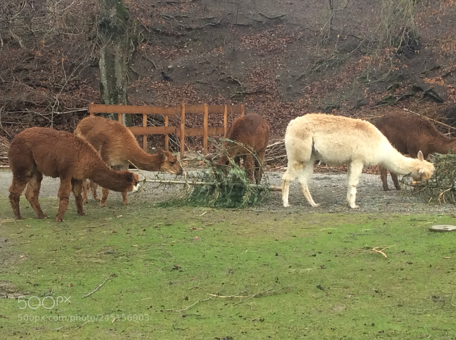 Apple iPad Air sample photo. Tierpark bern - berne photography