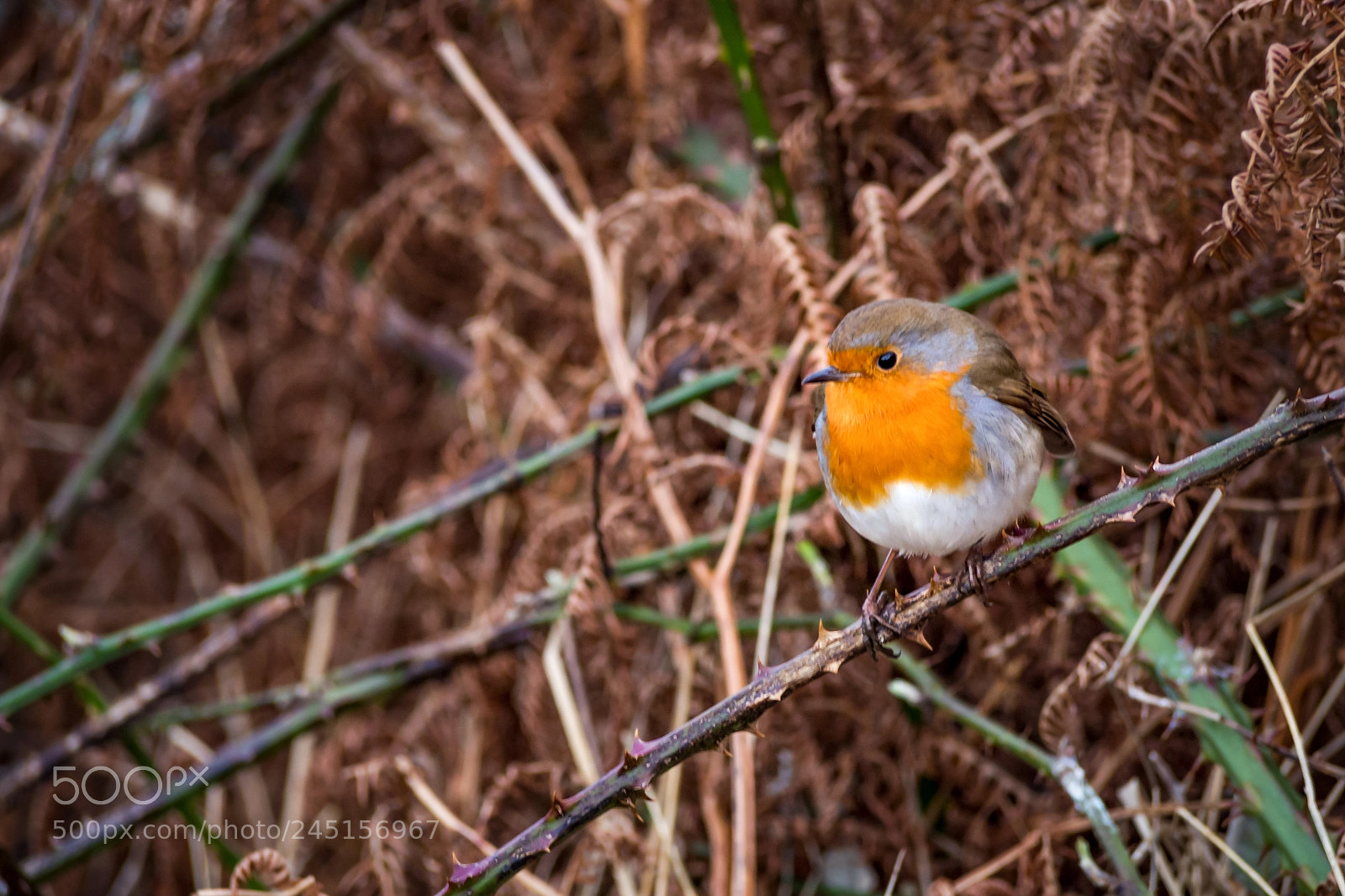 Olympus PEN E-PL5 sample photo. Robin little friend photography