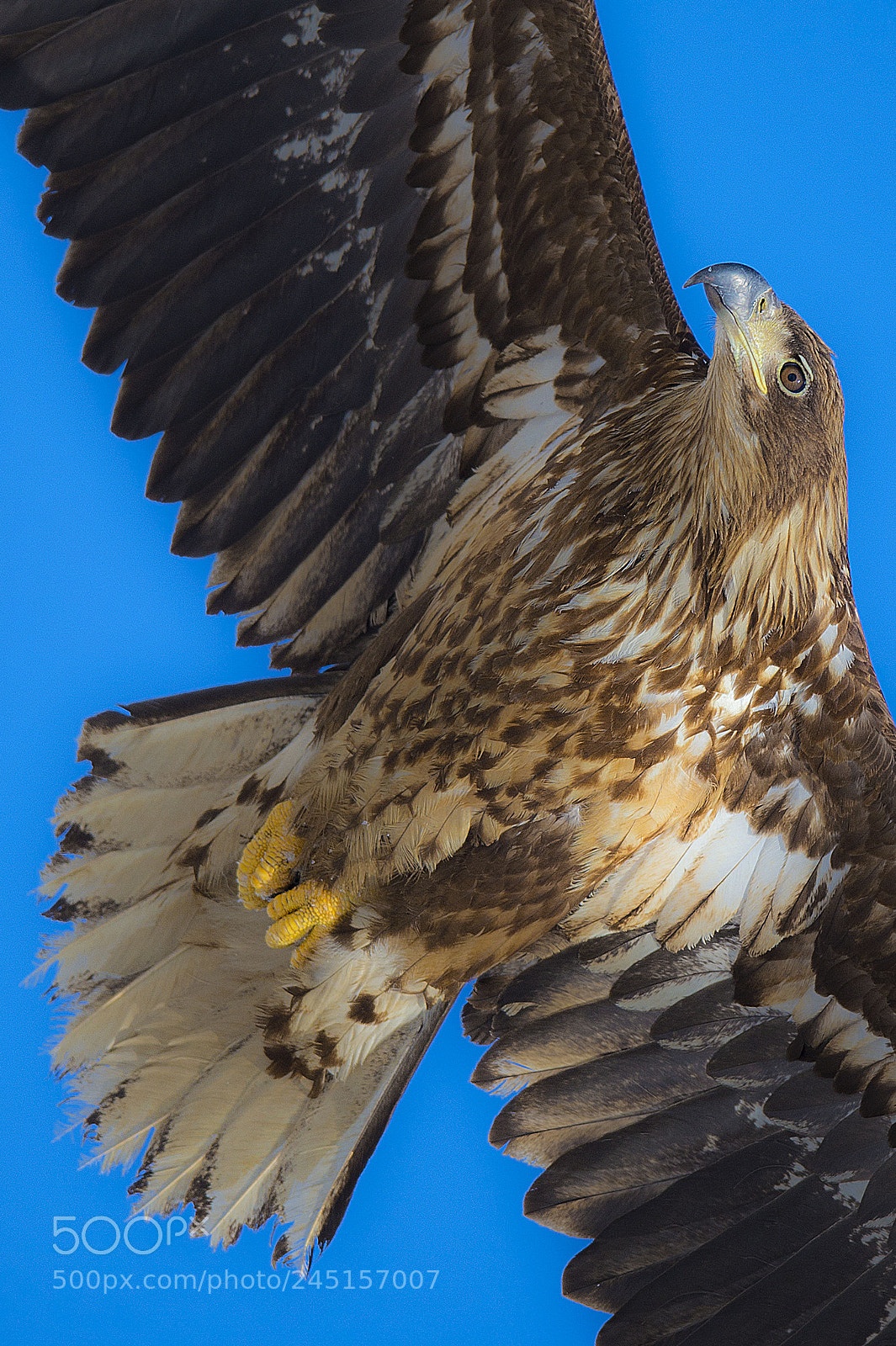 Nikon D4 sample photo. A frontal attack 흰꼬리수리 photography